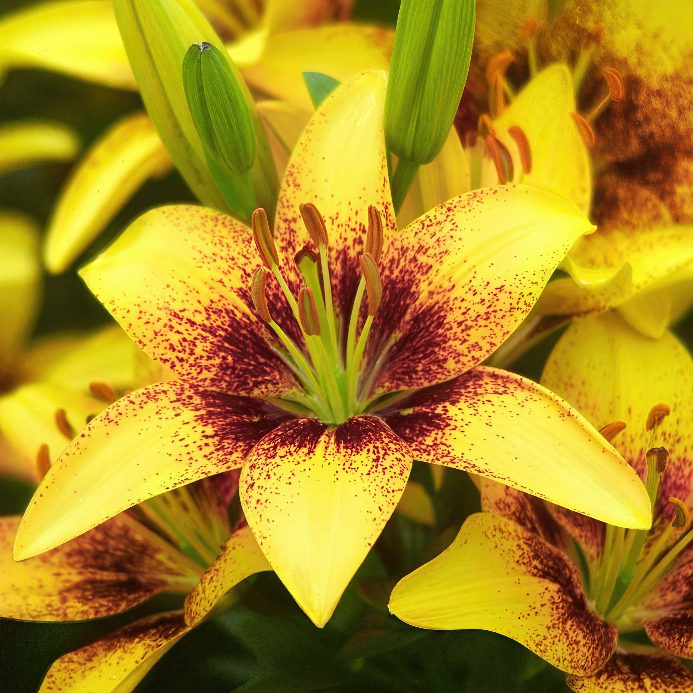 15-Piece Summer Fireworks Lilies – Shop TV Deals