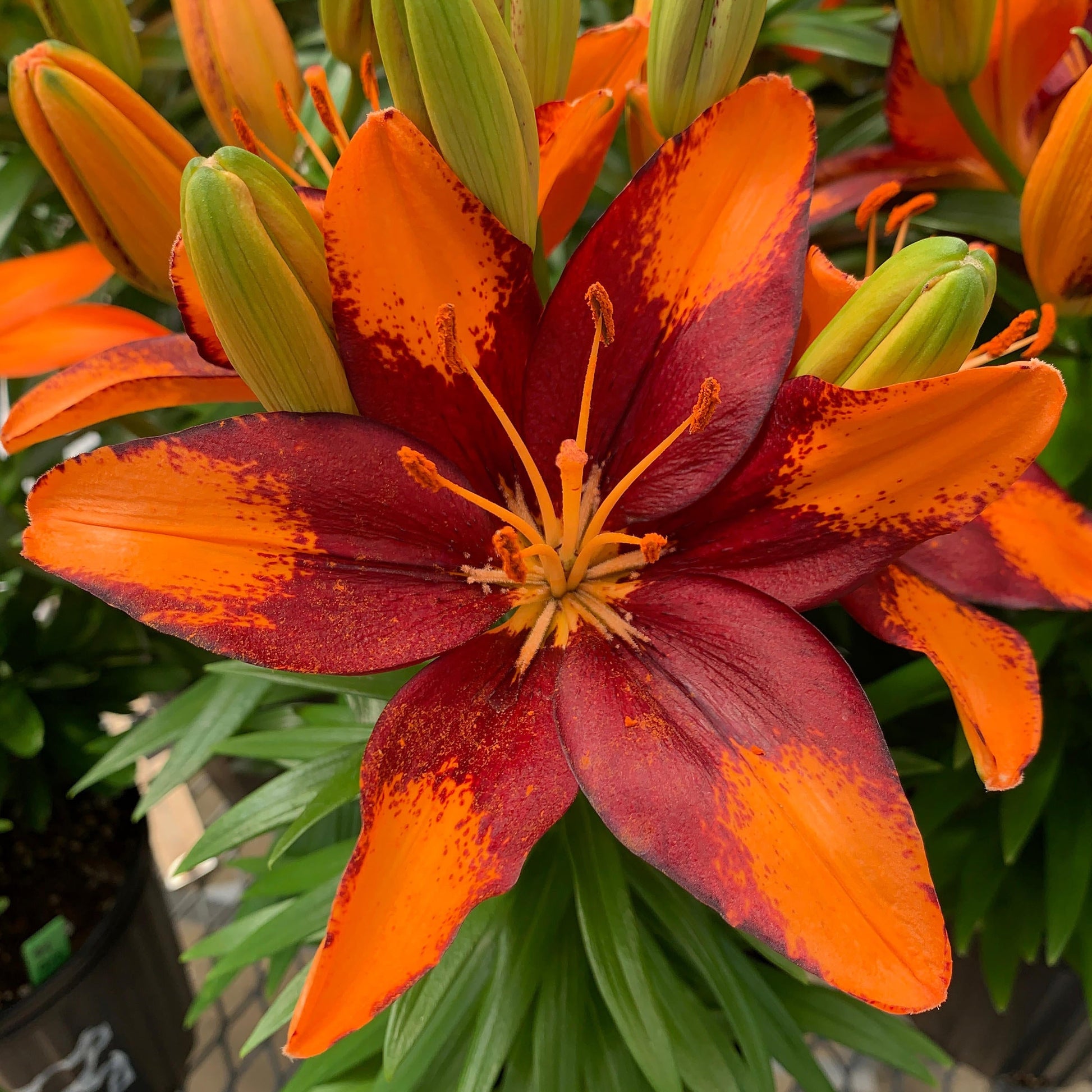 tiny orange sensation asiatic lily 15-Piece Summer Fireworks Lilies – Shop TV Deals