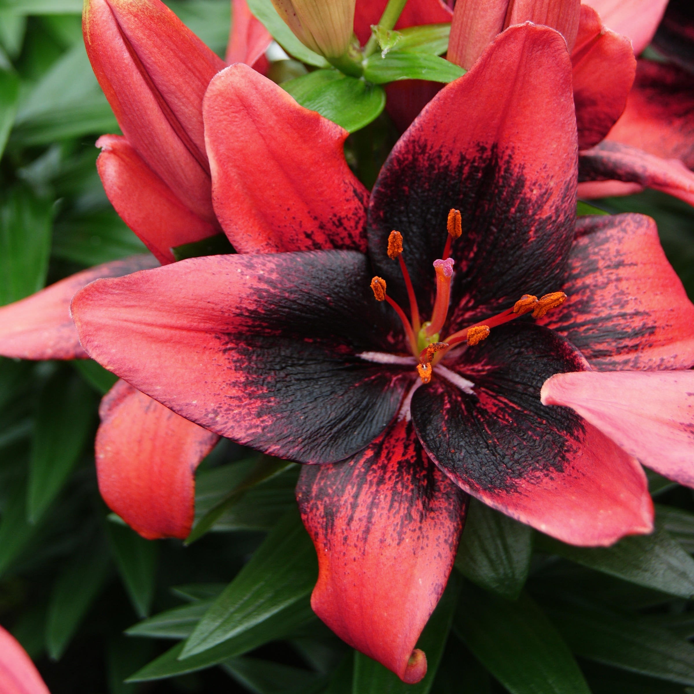 15-Piece Summer Fireworks Lilies – Shop TV Deals