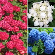 3-Piece All-American Hydrangeas