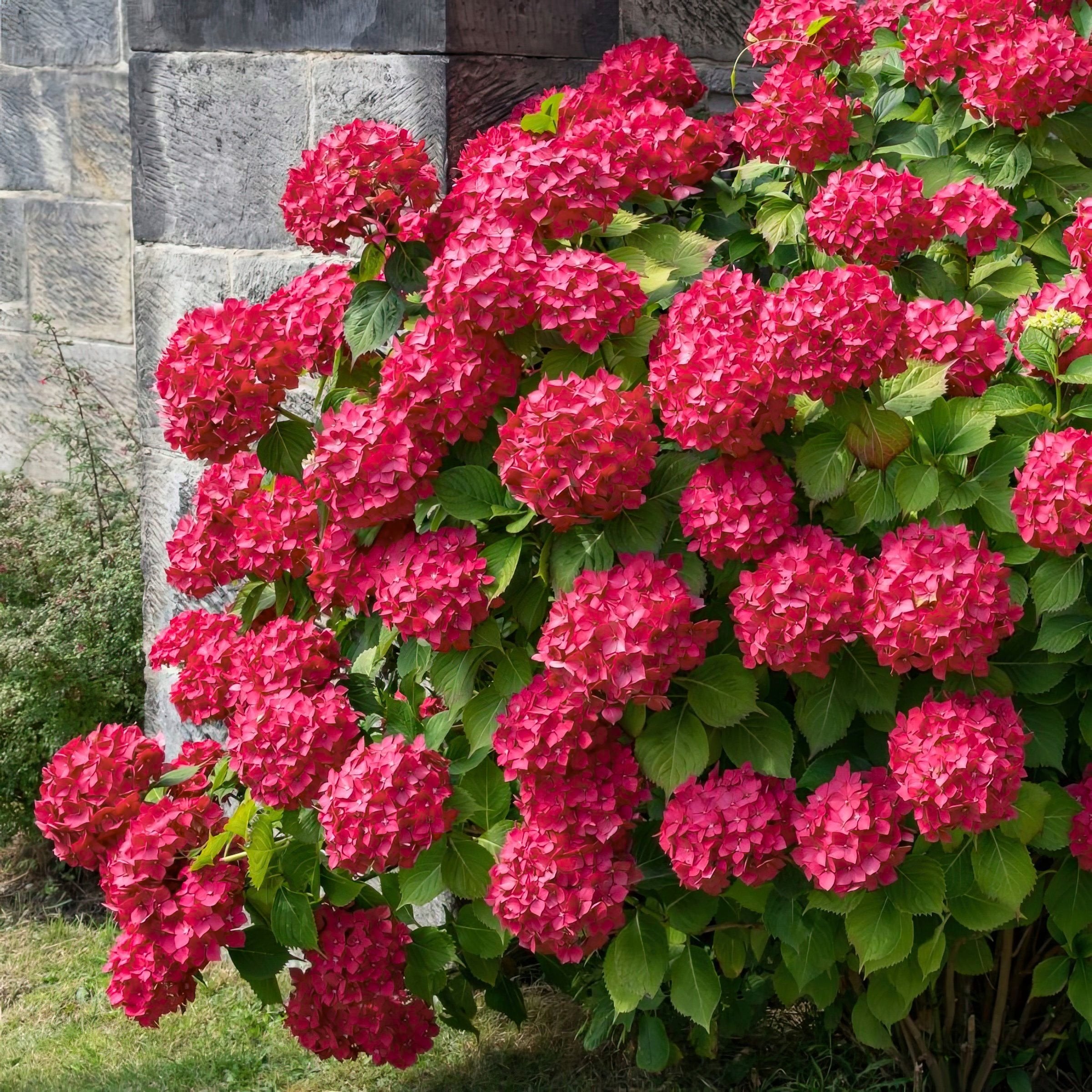 3-Piece All-American Hydrangeas