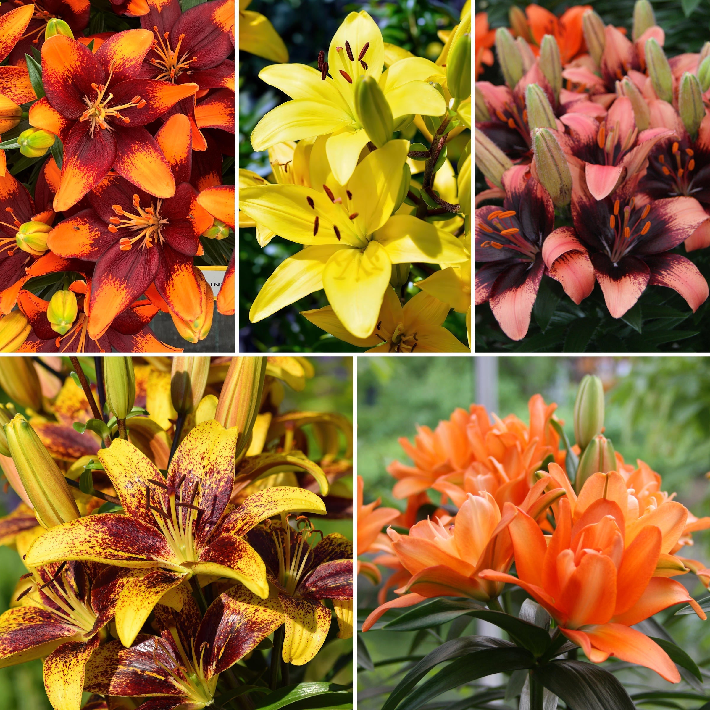 30-Piece Summer Fireworks Lilies