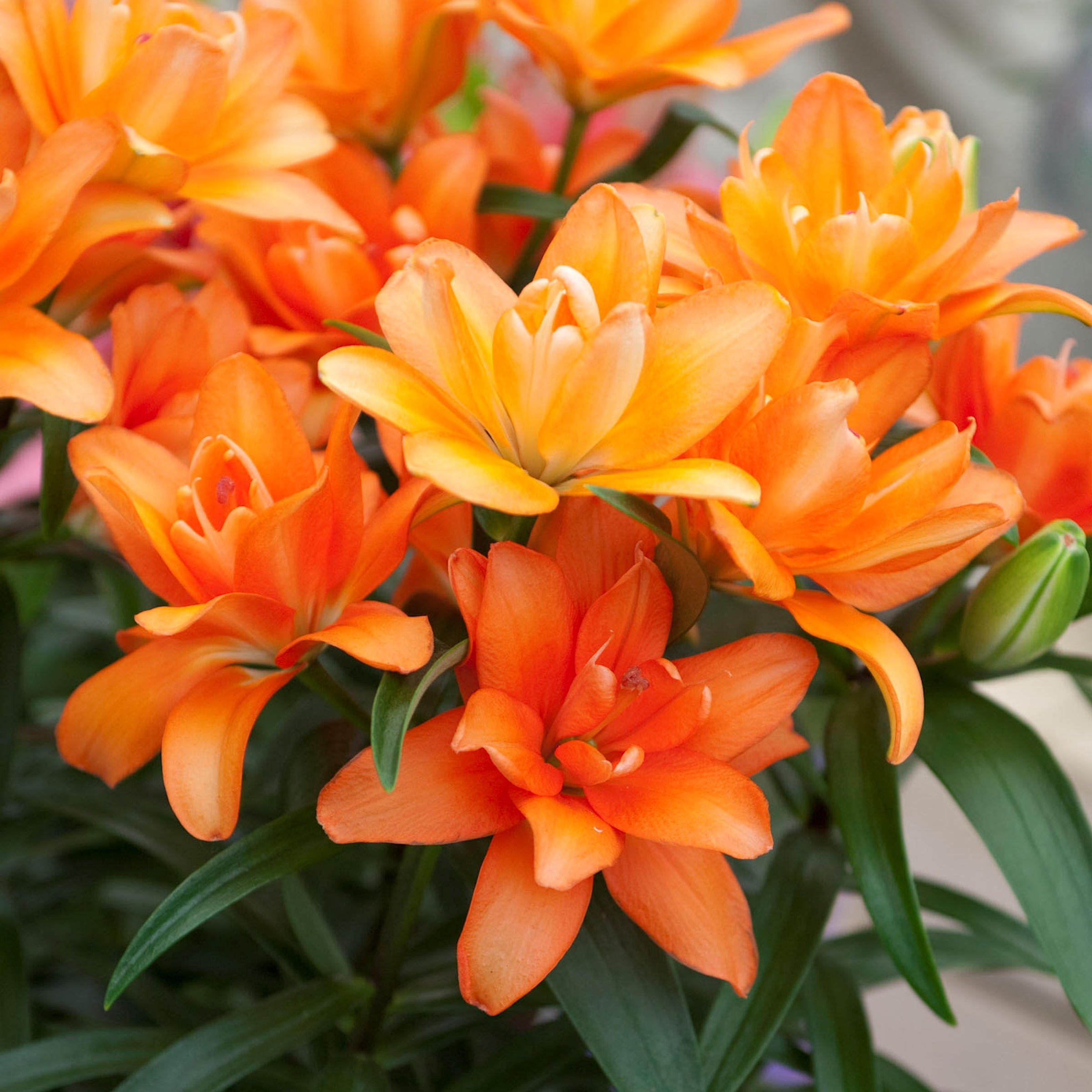 30-Piece Summer Fireworks Lilies