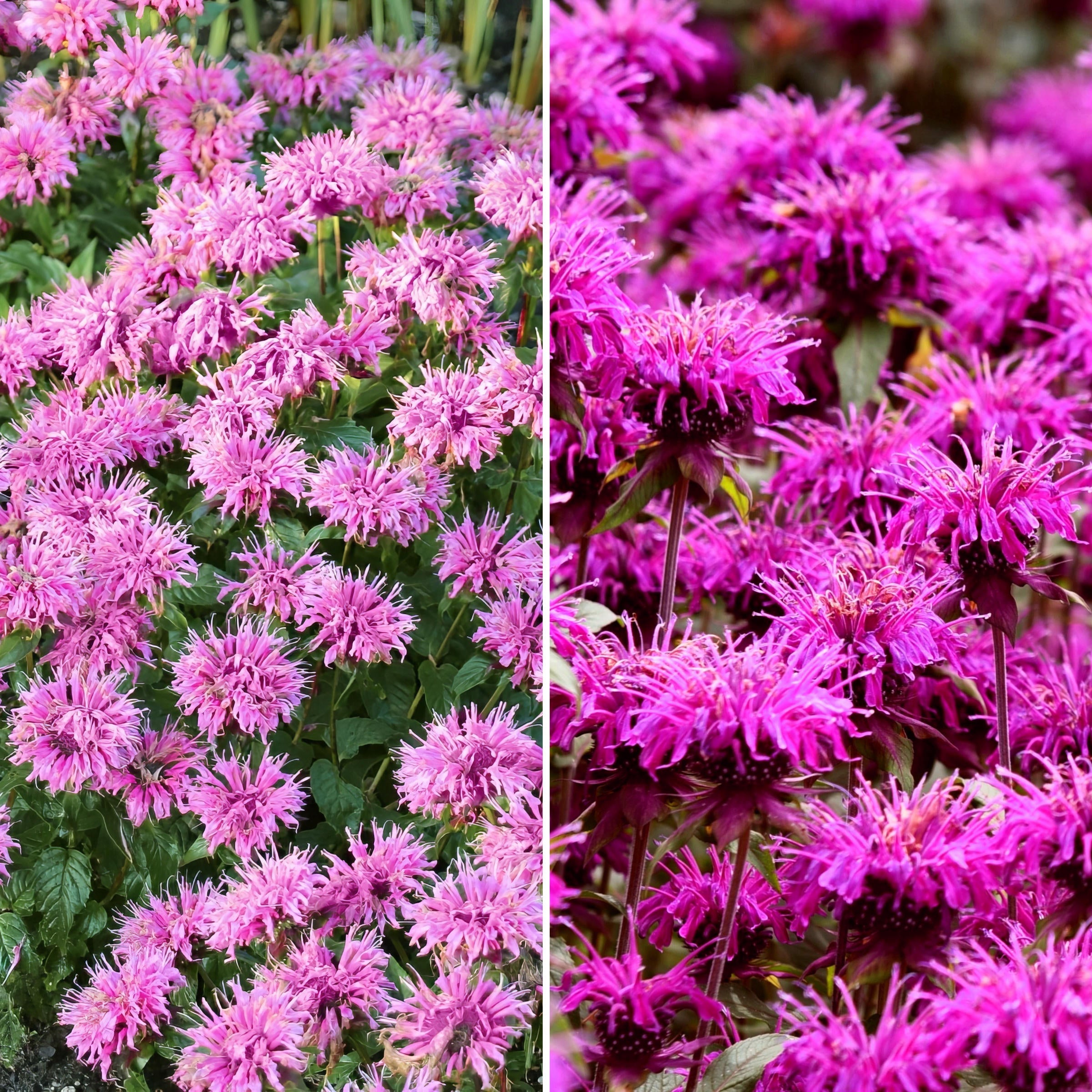 4-Piece Balmy Pink & Purple Bee Balm