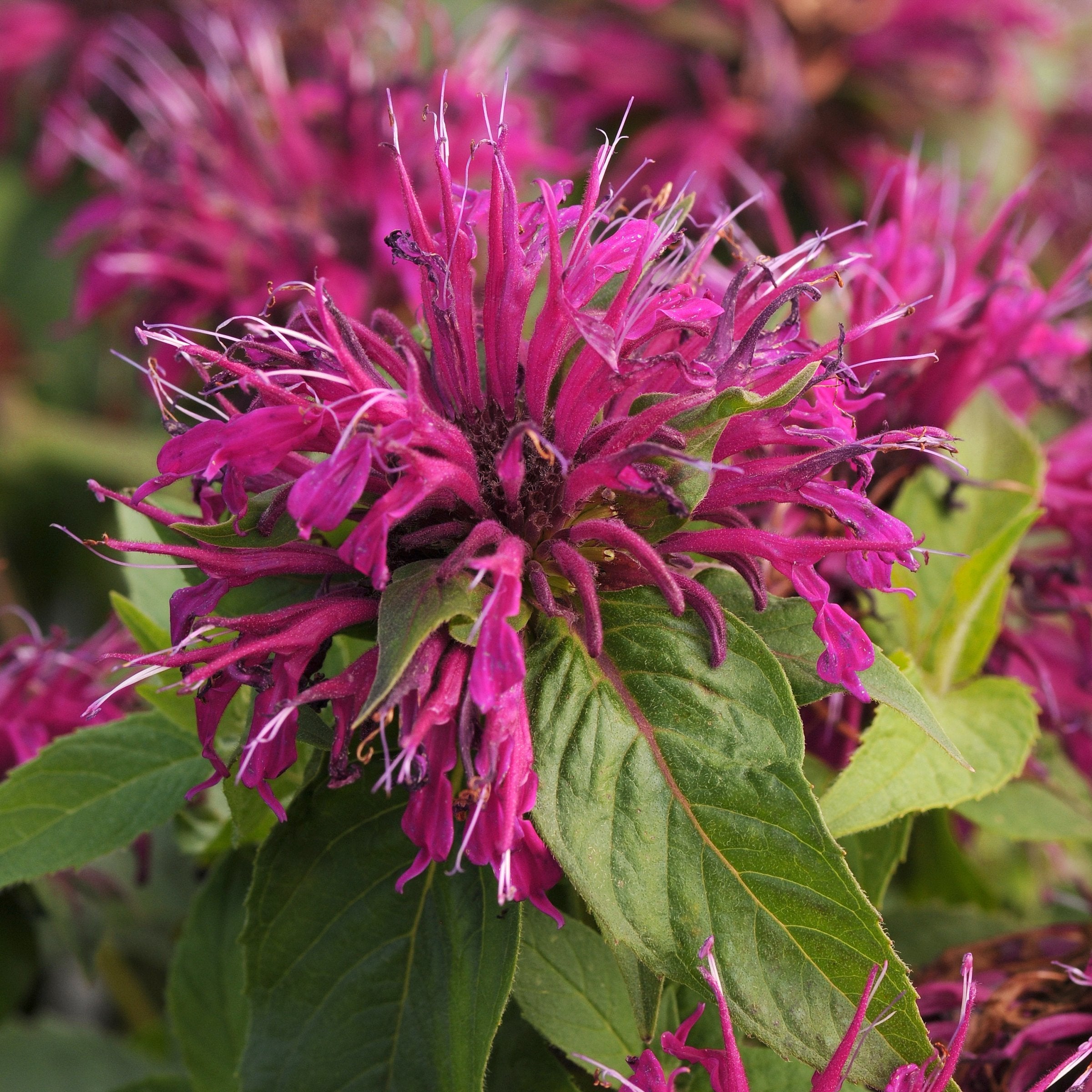 4-Piece Balmy Pink & Purple Bee Balm