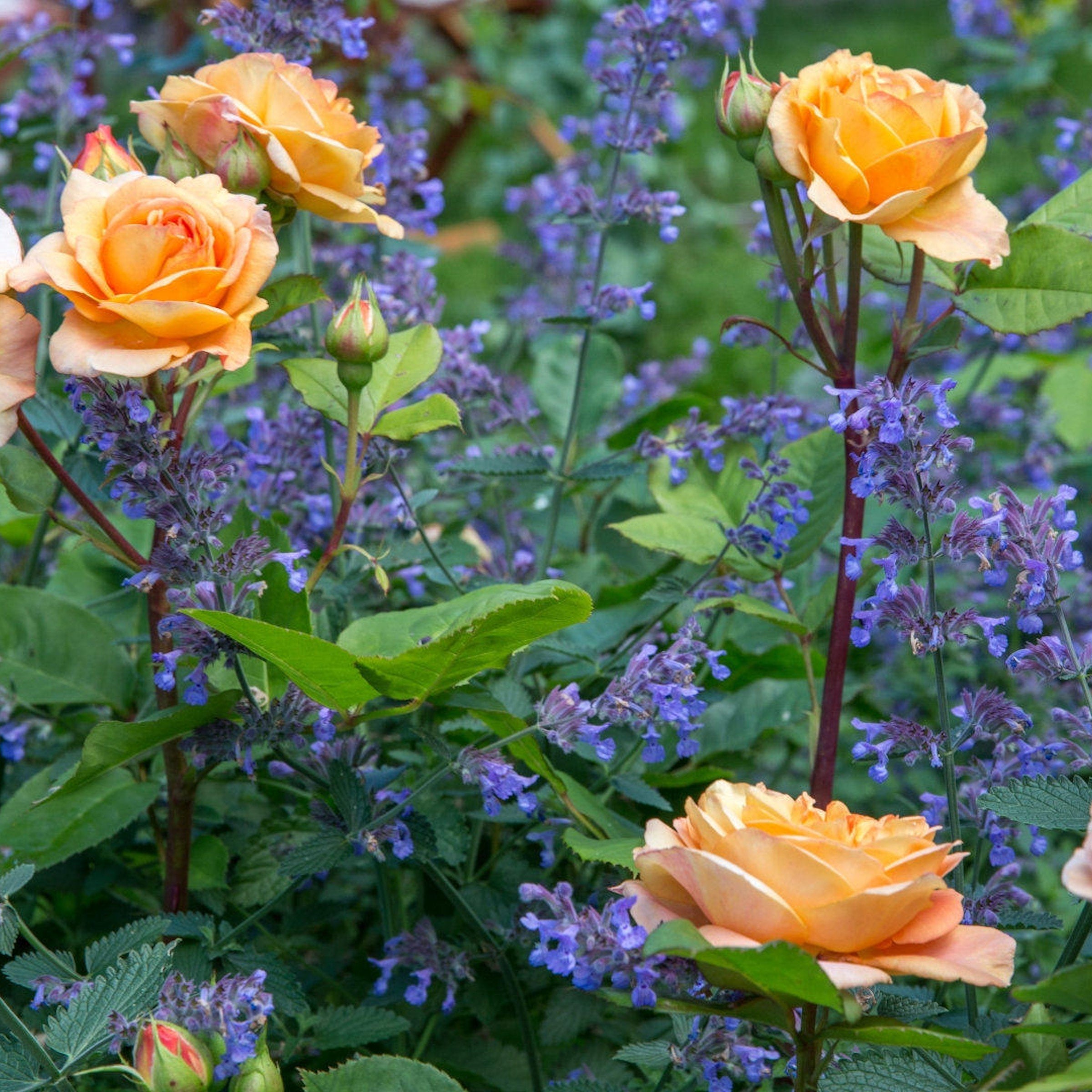 3-Piece Serene Lilac Catmint