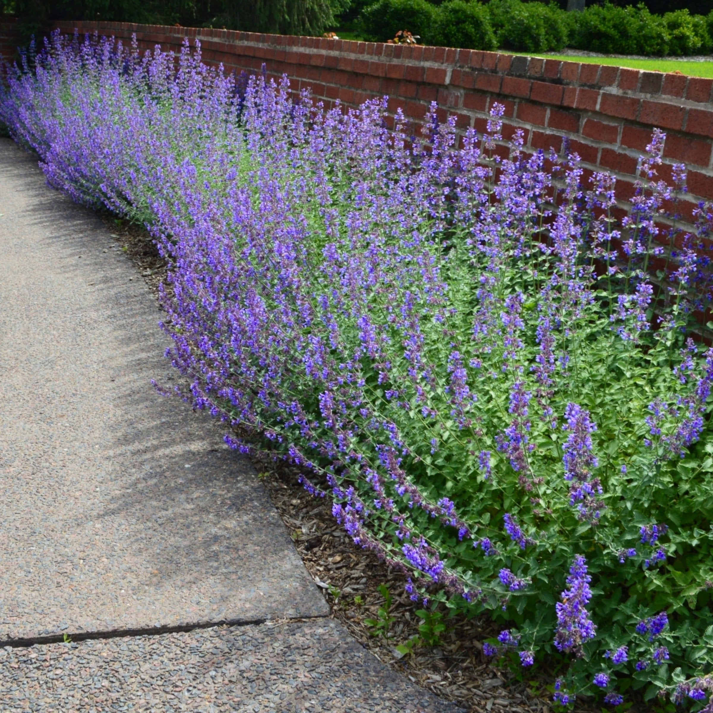 3-Piece Serene Lilac Catmint