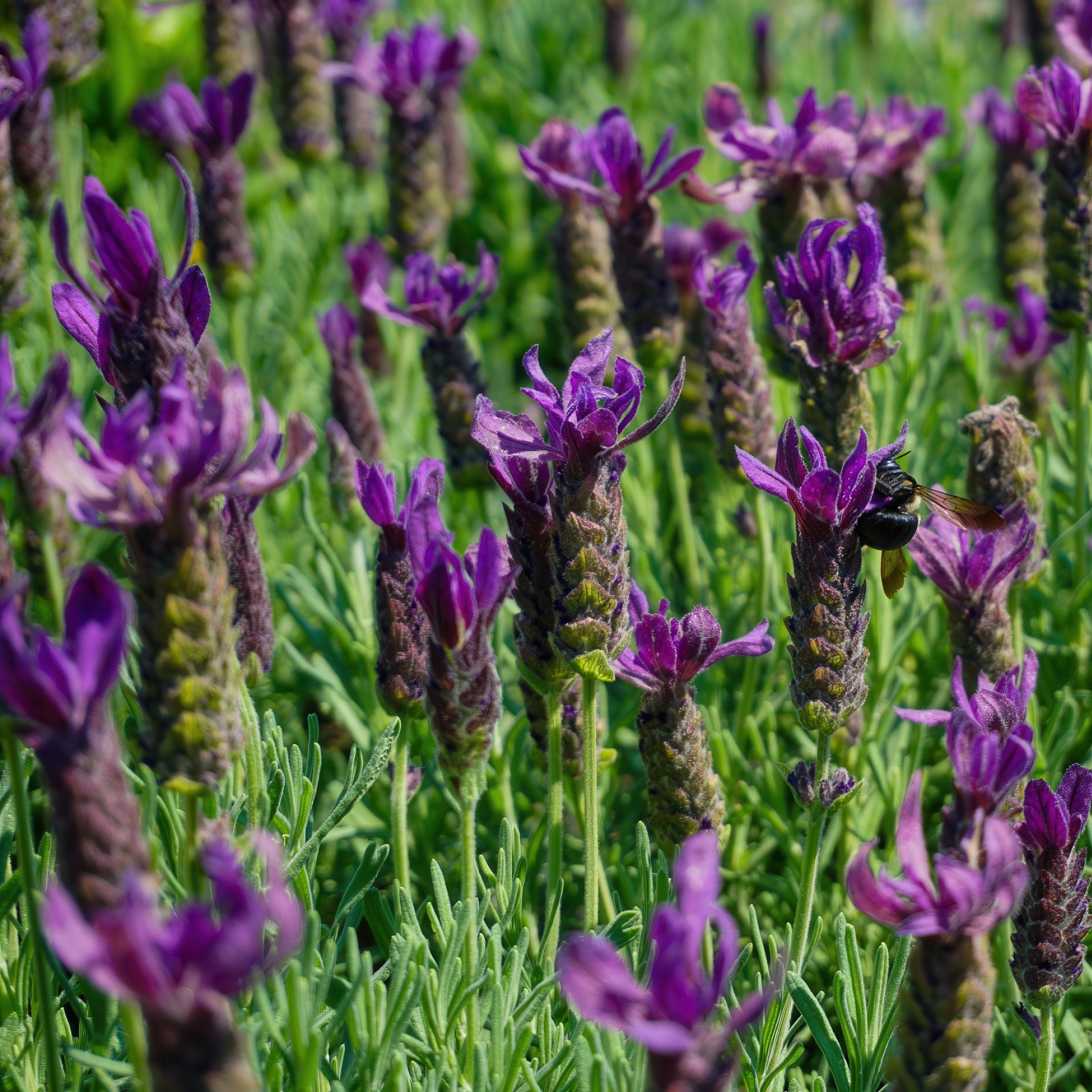 2-Piece Primavera Lavender