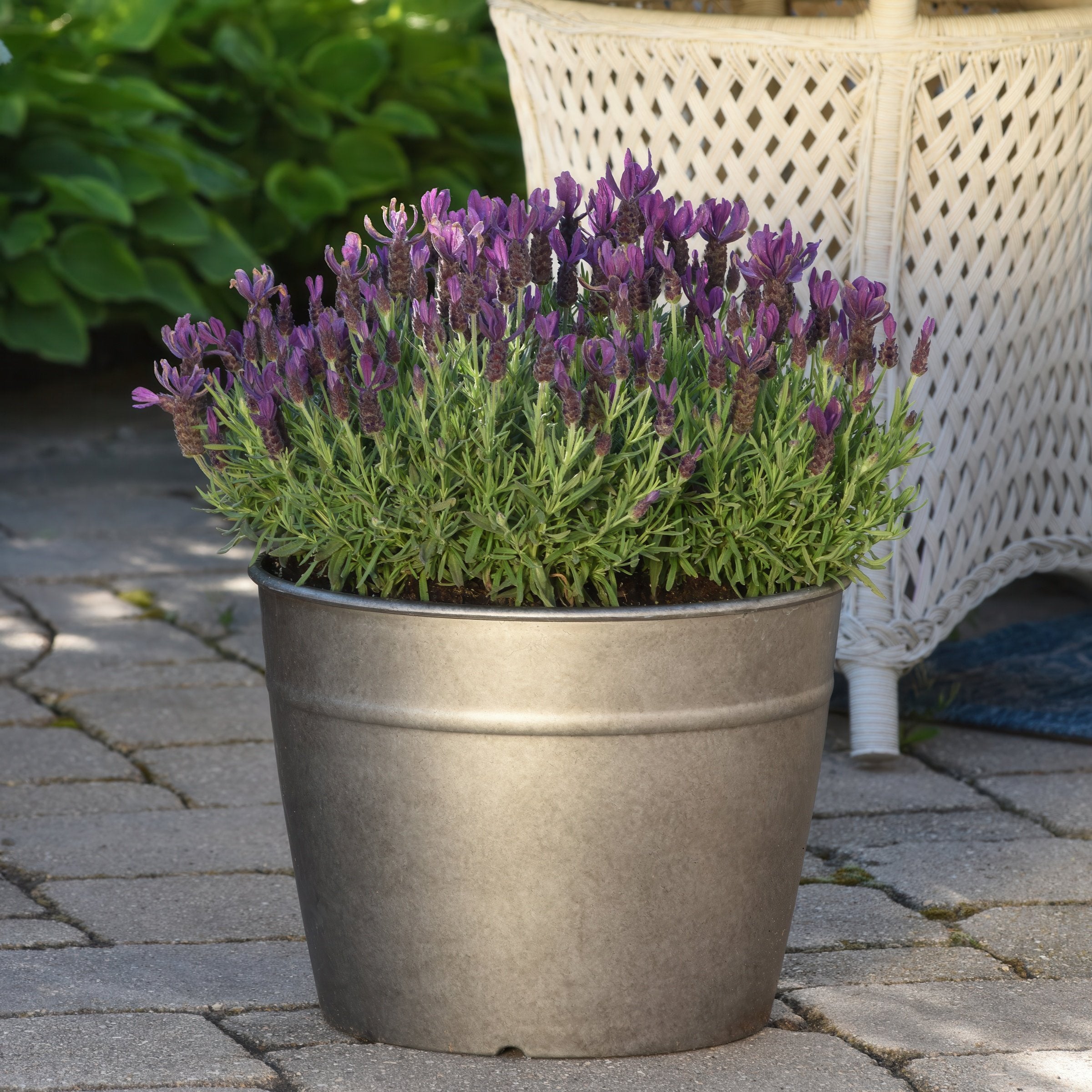 2-Piece Primavera Lavender