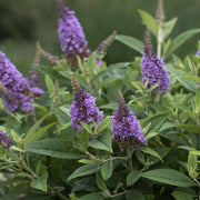 2-Piece Dapper Lavender Butterfly Bush