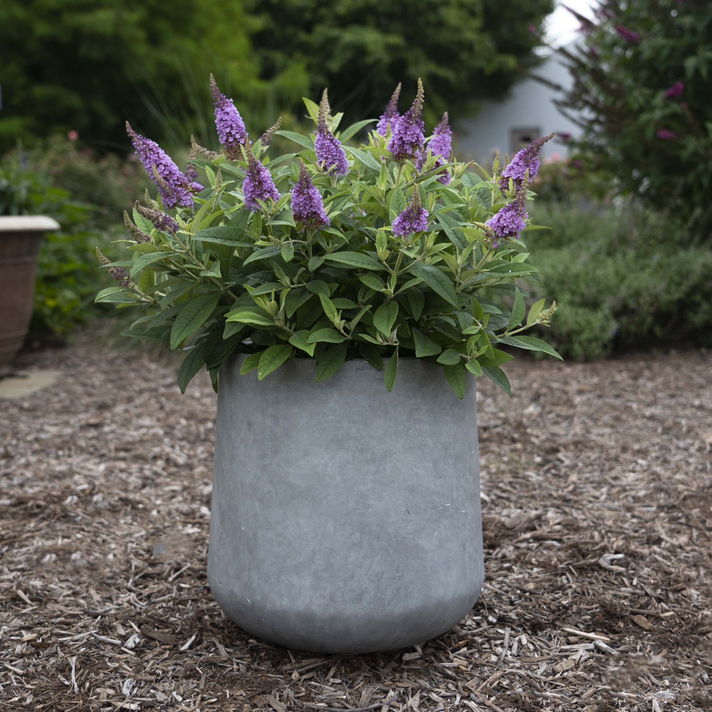 2-Piece Dapper Lavender Butterfly Bush