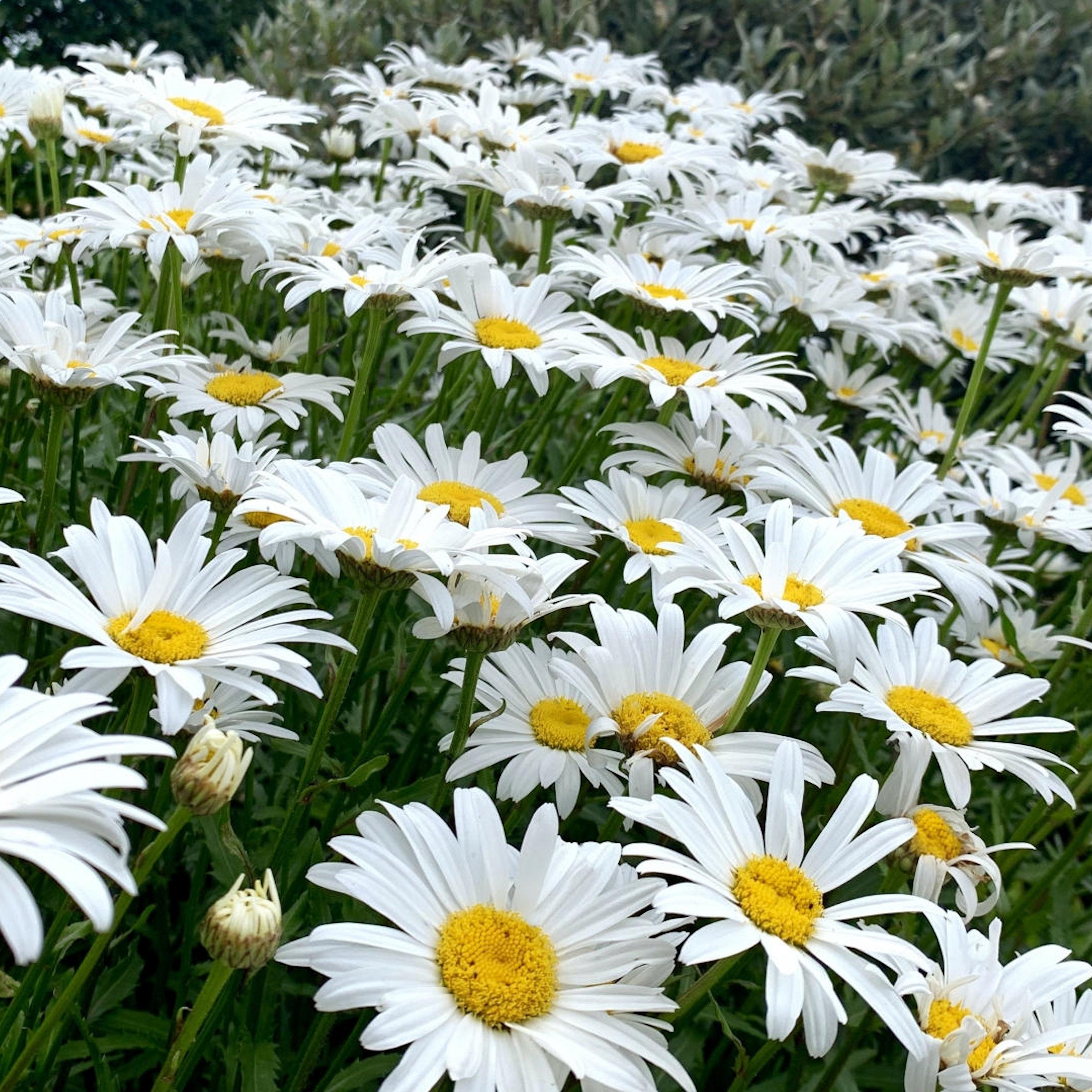6-Piece Shasta Daisies