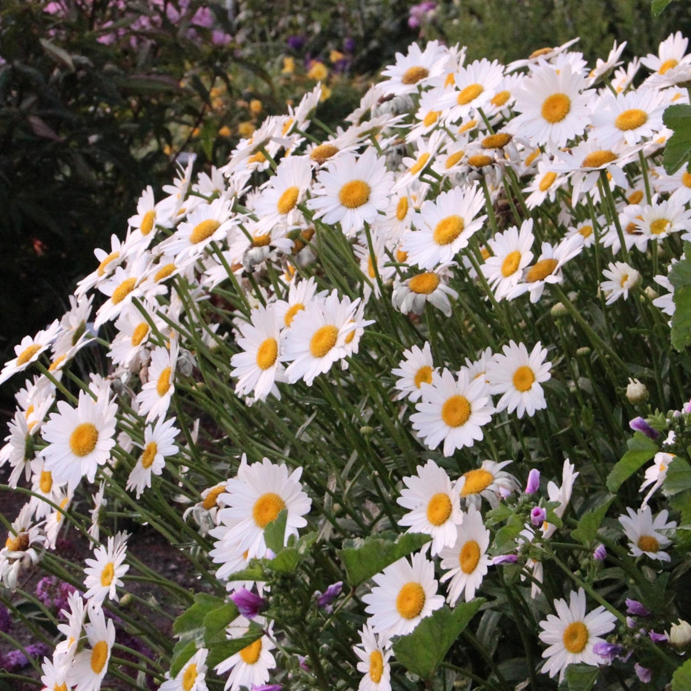 6-Piece Shasta Daisies