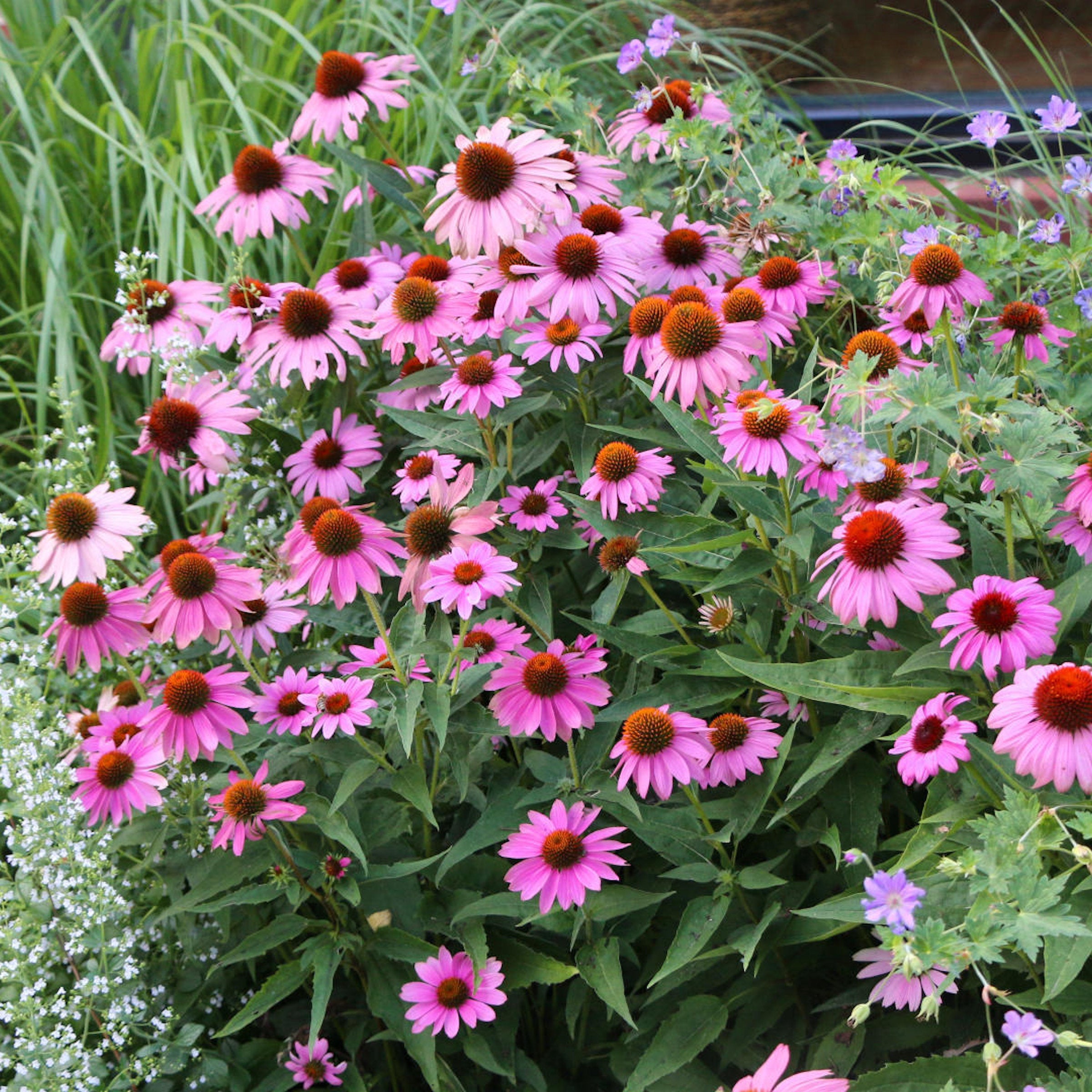 6-Piece Purple Coneflowers