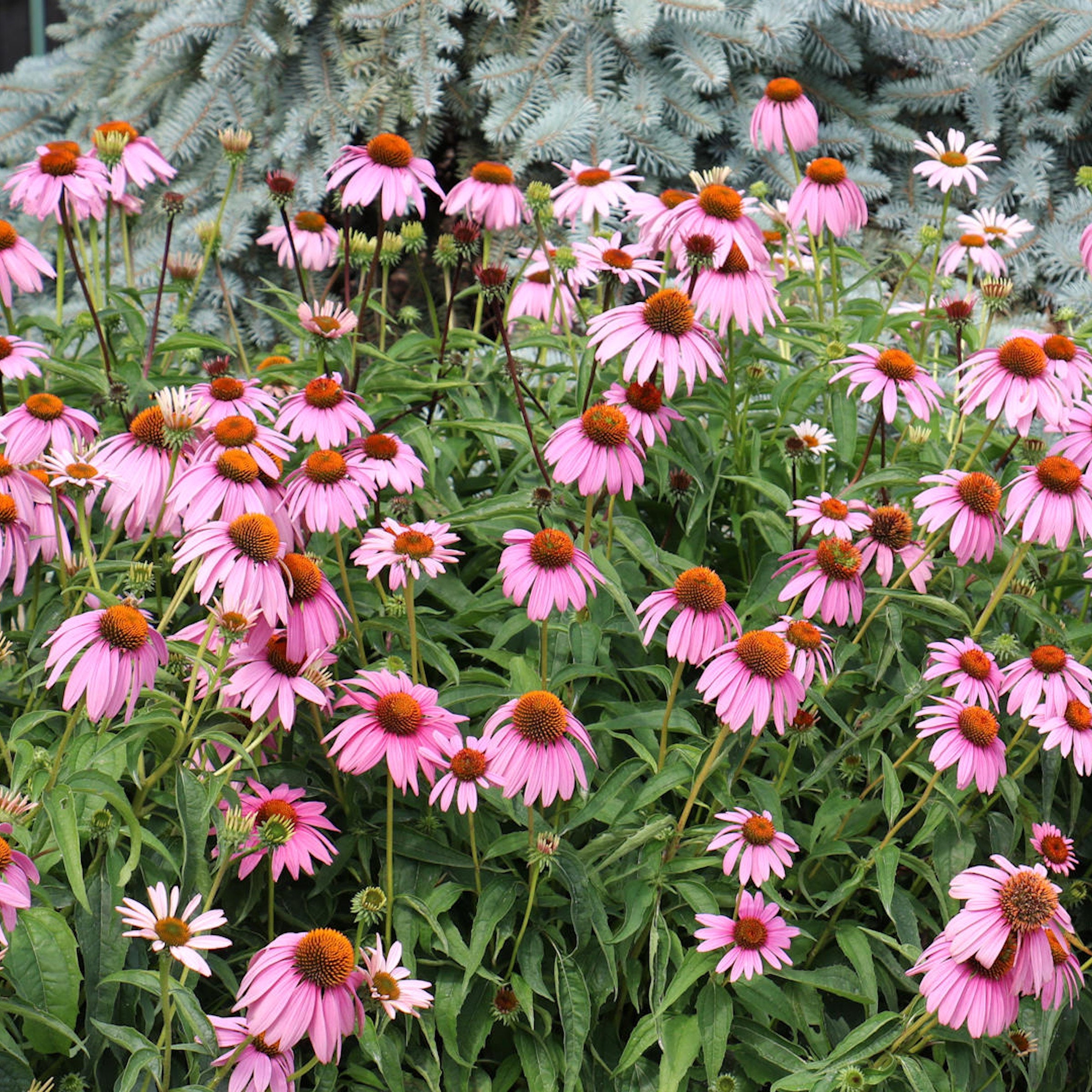 6-Piece Purple Coneflowers