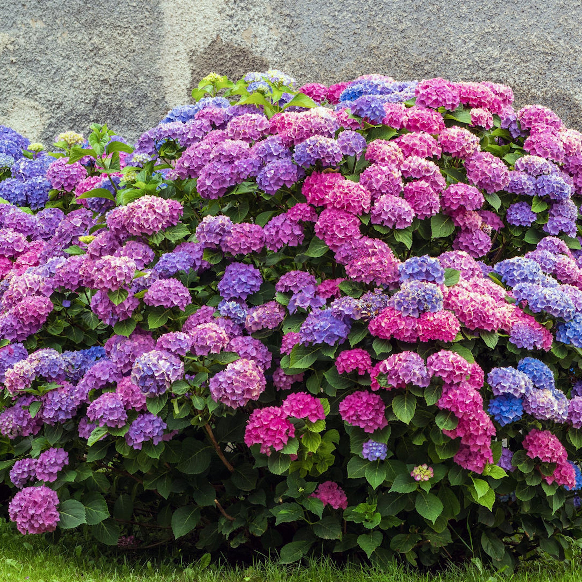 2-Piece L.A. Dreamin' Hydrangea