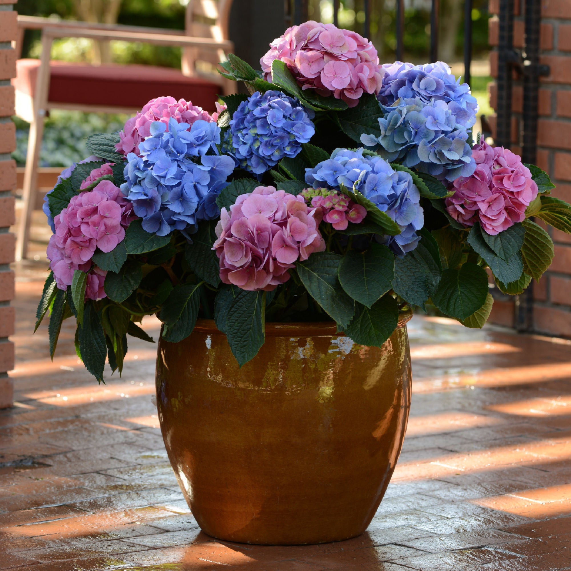 2-Piece L.A. Dreamin' Hydrangea