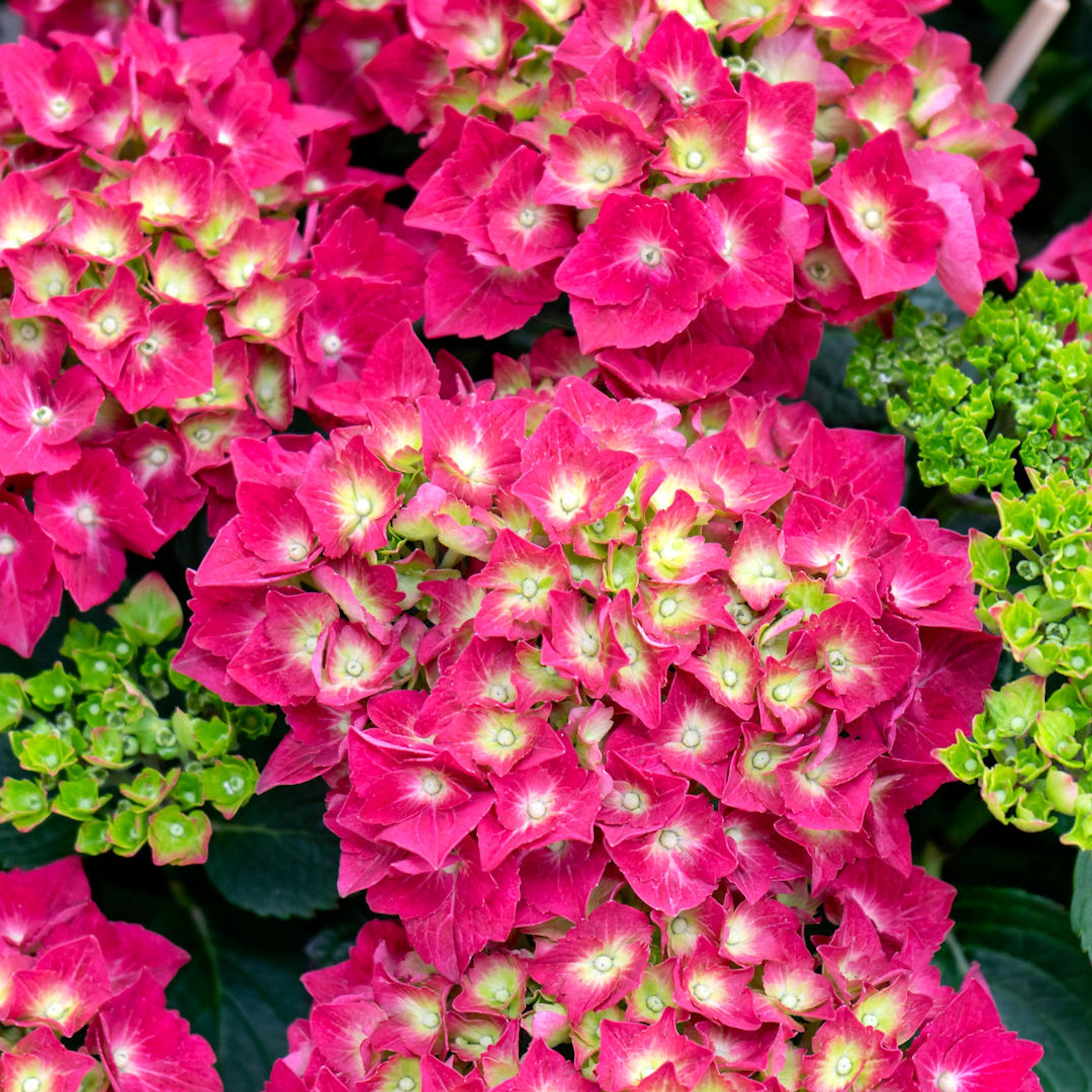 2-Piece Glowing Embers Hydrangea