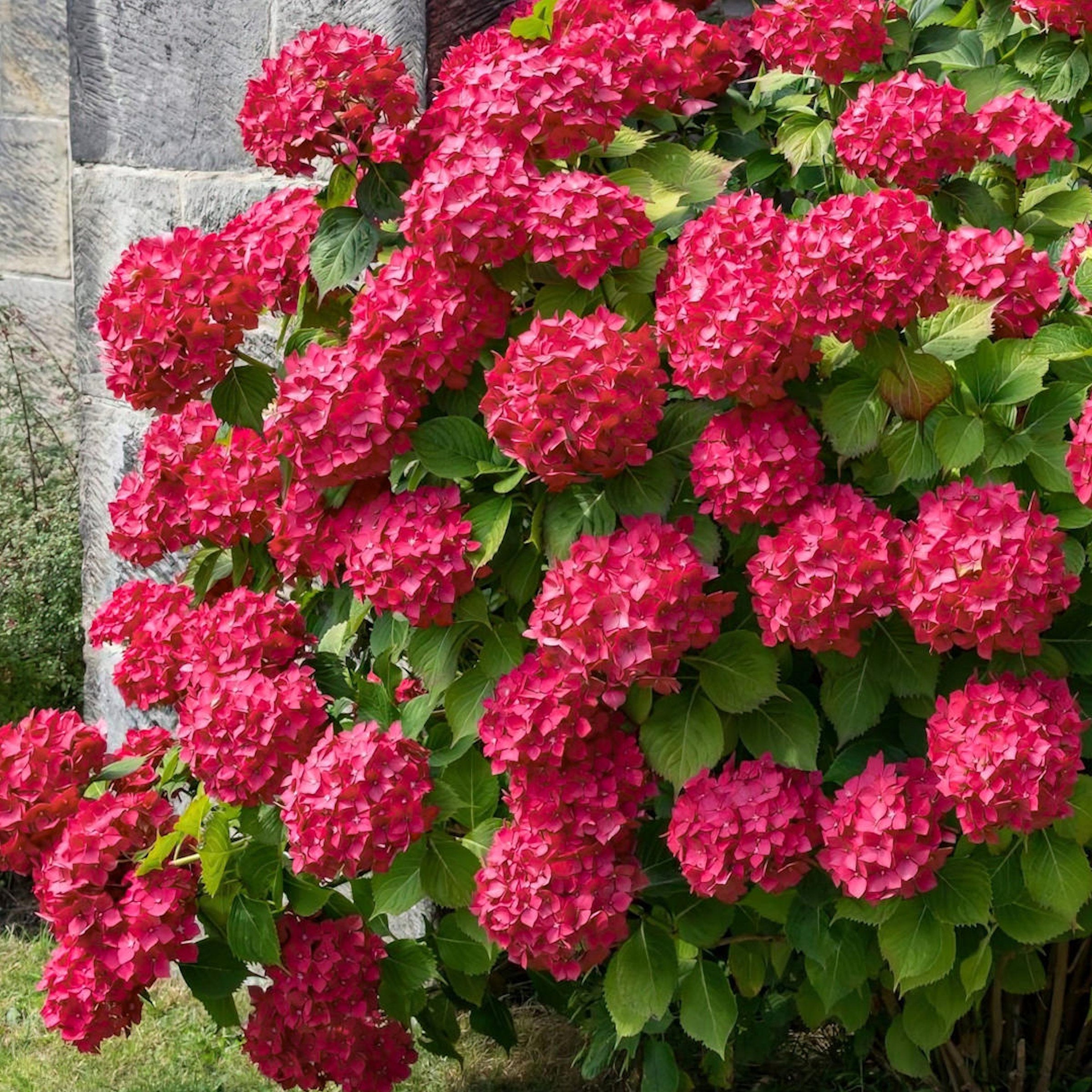 2-Piece Glowing Embers Hydrangea