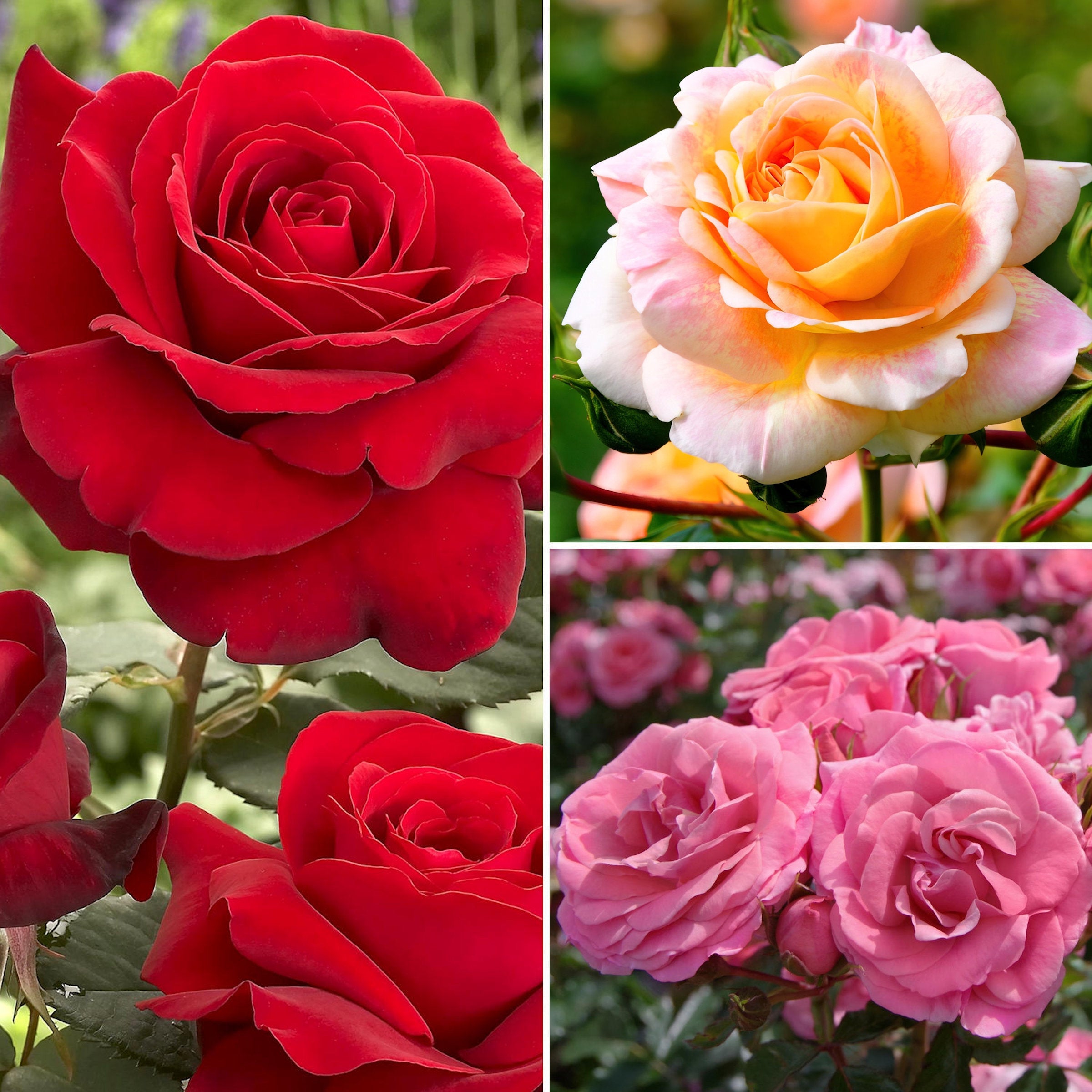 3-Piece Sub-Zero Rose Collection