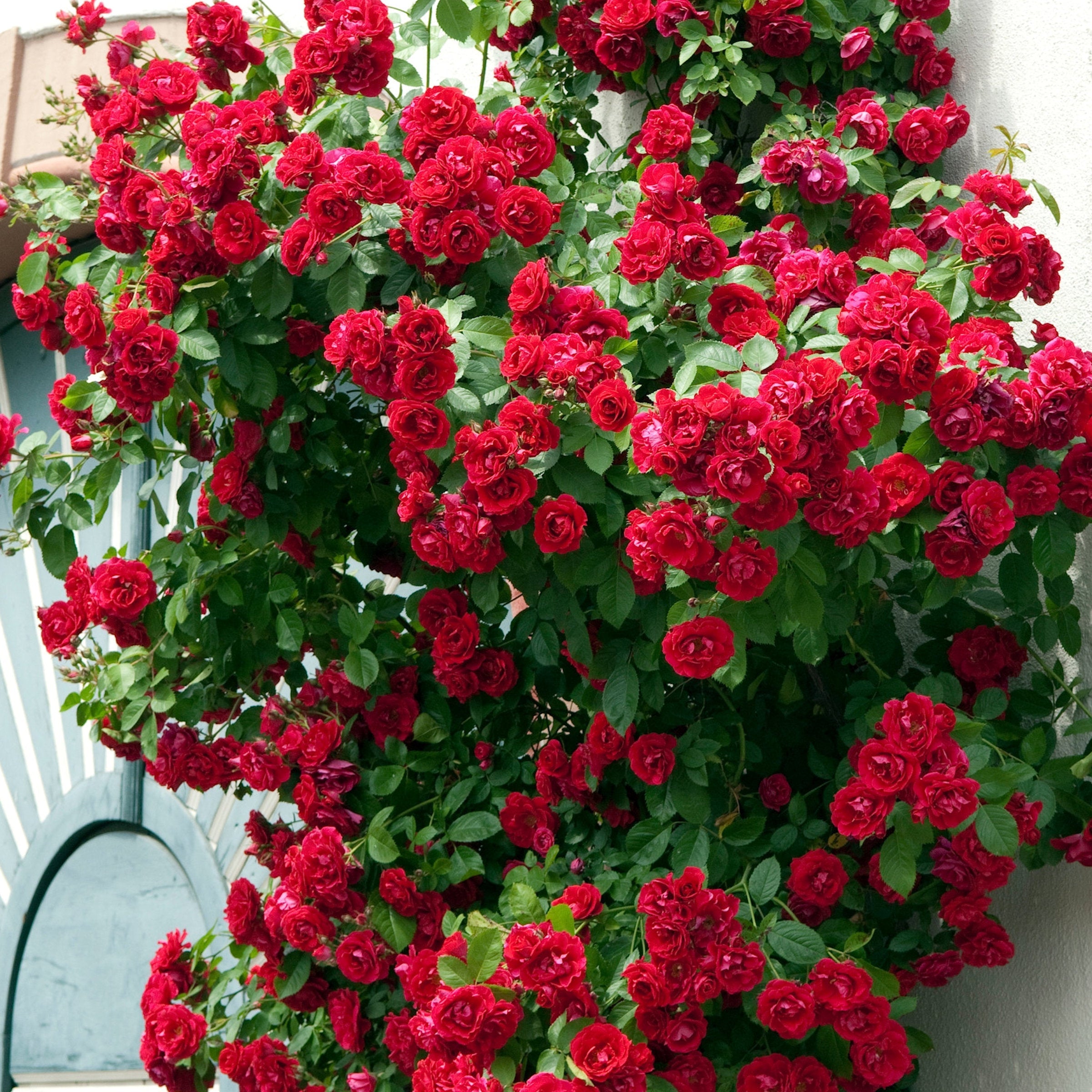 2-Piece Climbing Blaze Rose