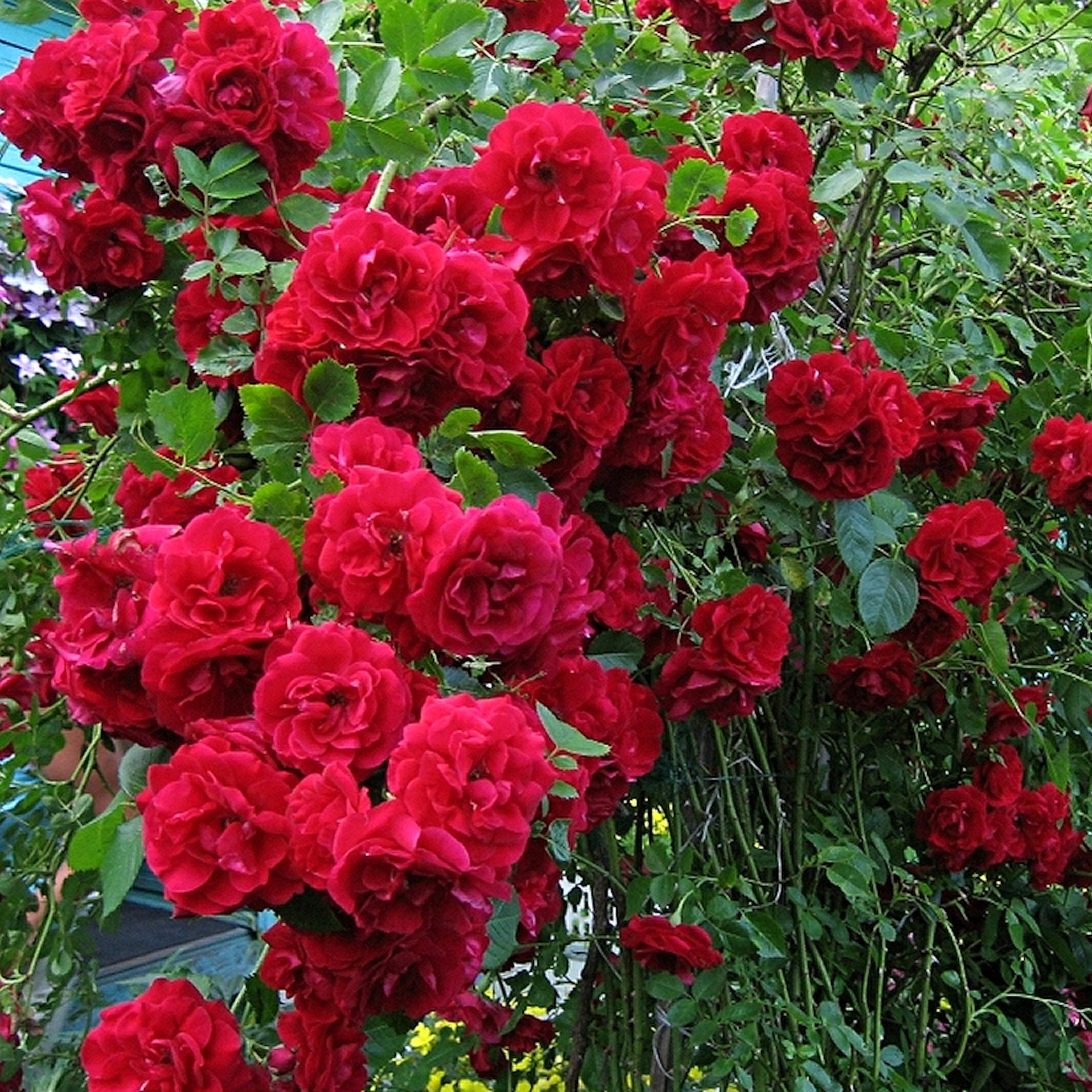 2-Piece Climbing Blaze Rose
