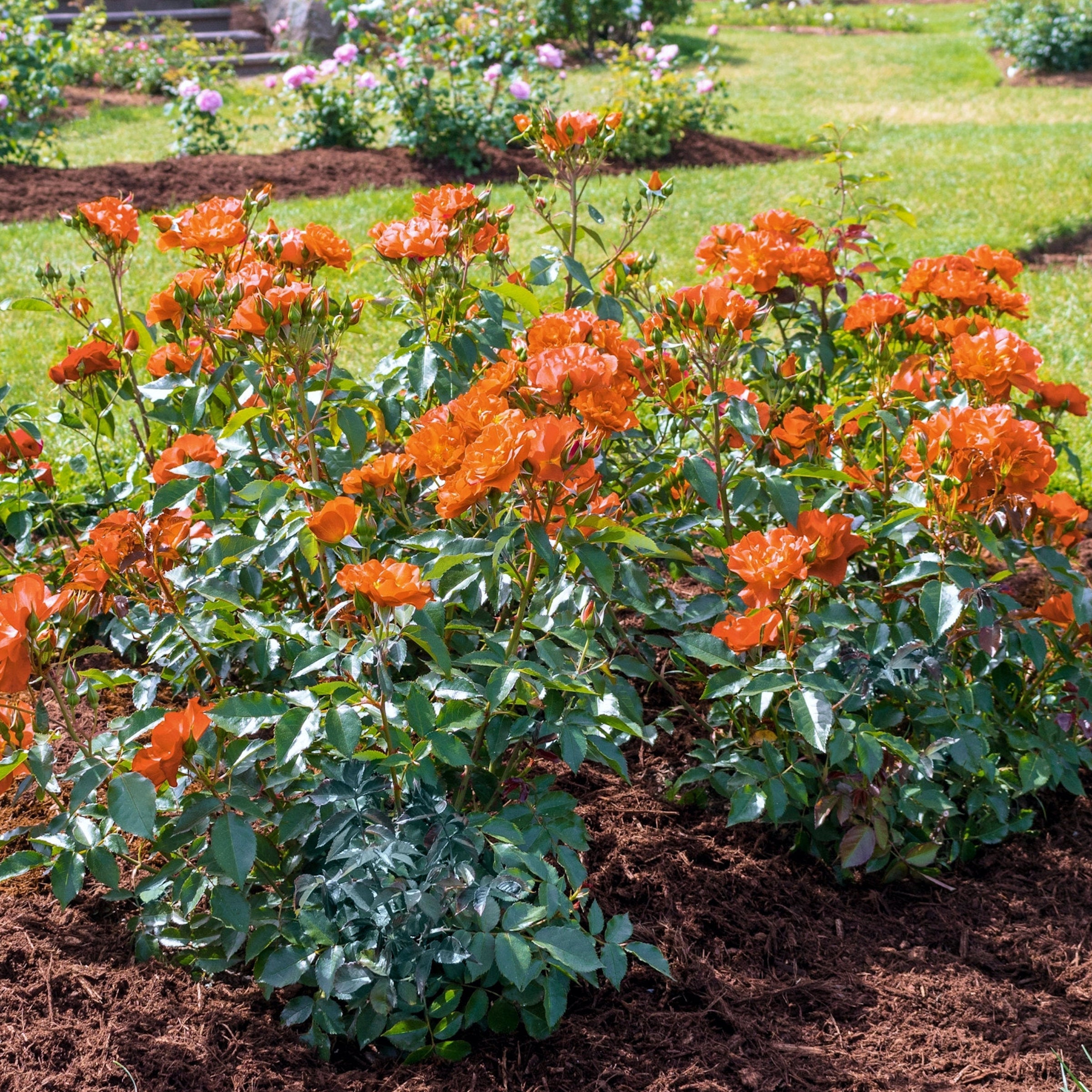 2-Piece Gingersnap Rose