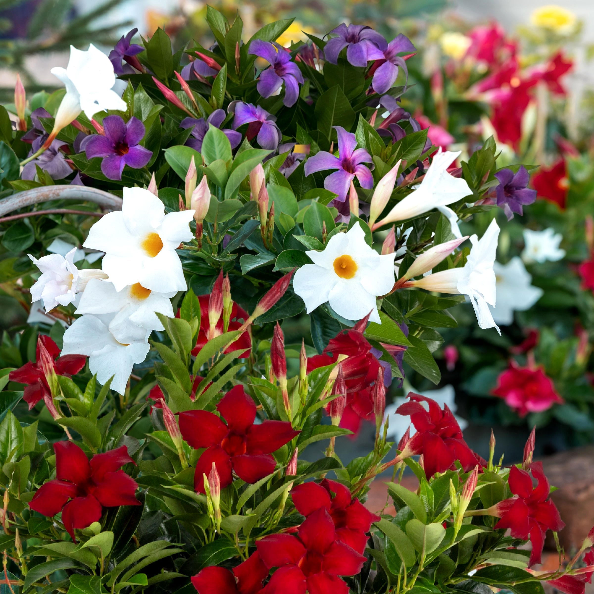 3-Piece Red, White & Blue Mandevilla