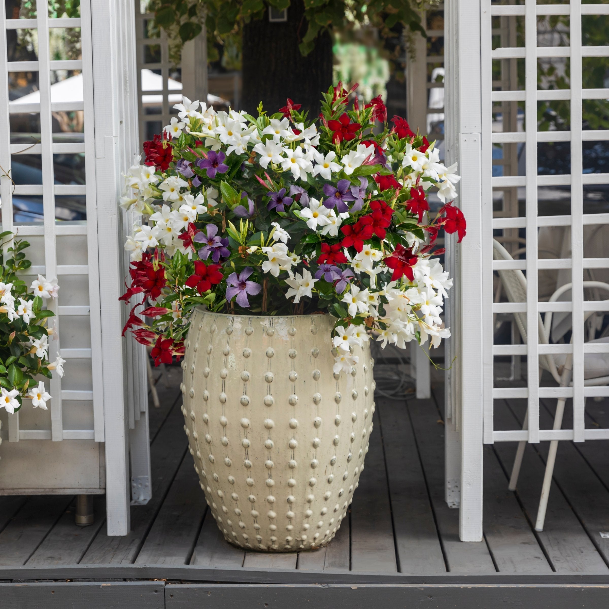3-Piece Red, White & Blue Mandevilla