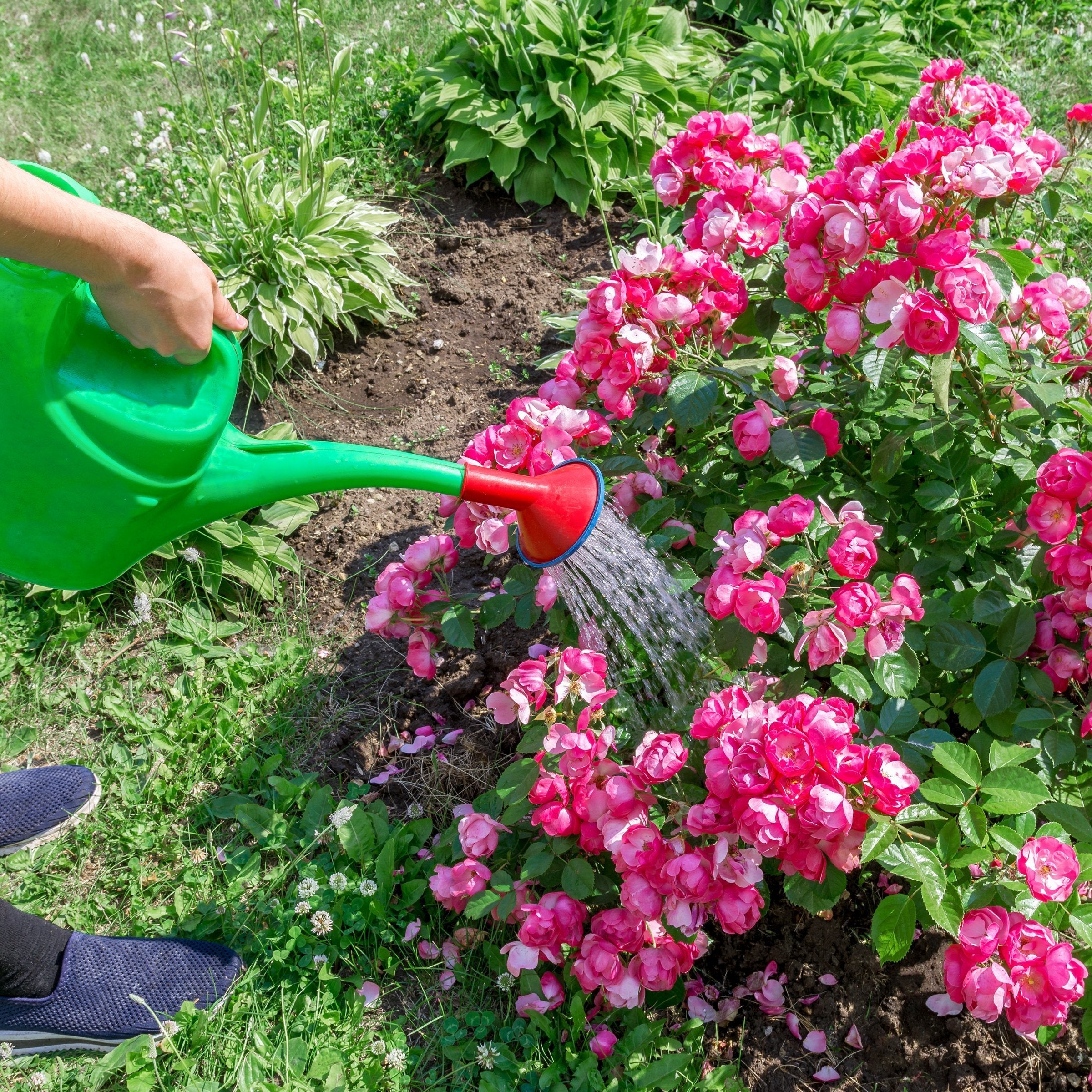 25-Count NPK+ Fertilizer Pods for Roses
