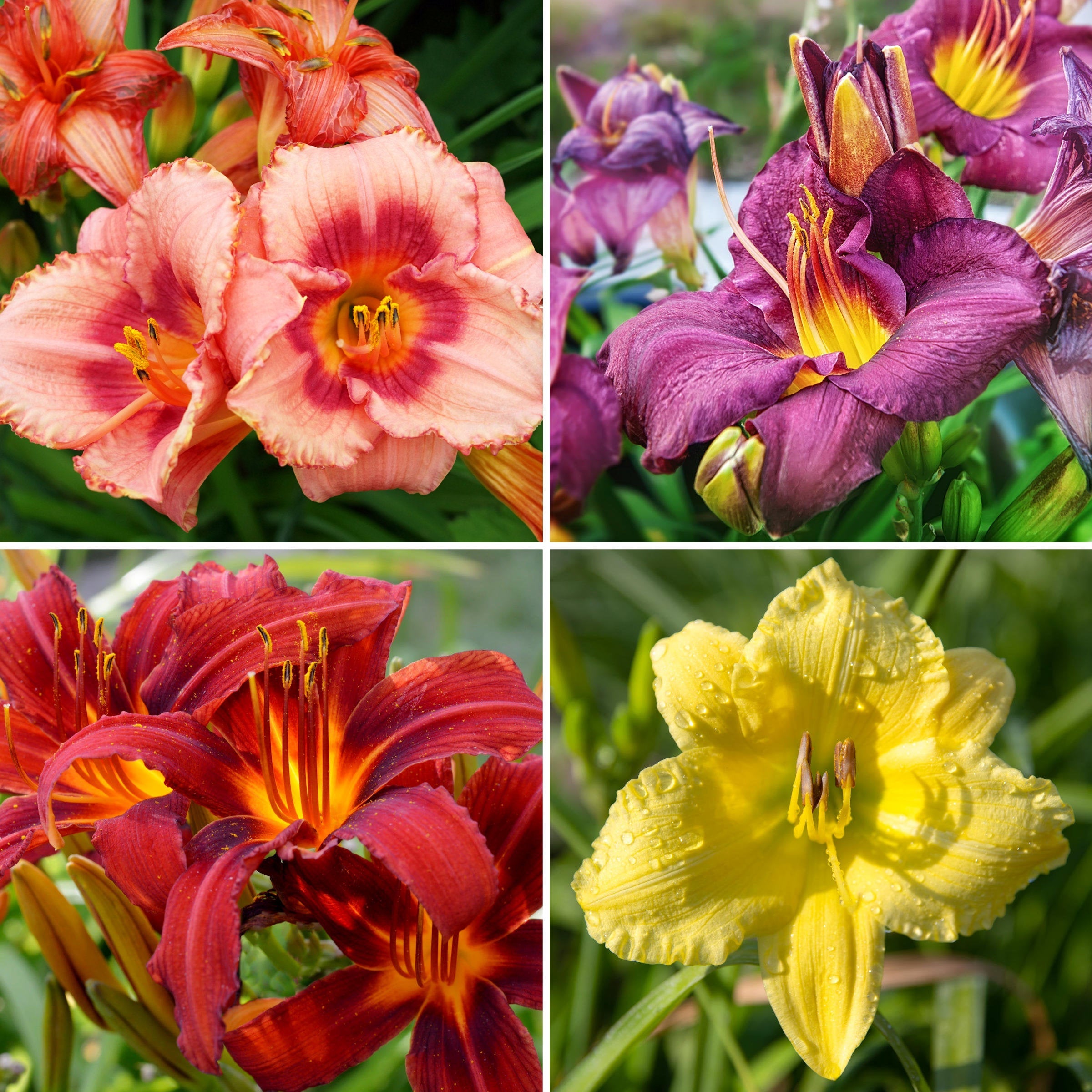 8-Piece Blazing Color Daylilies