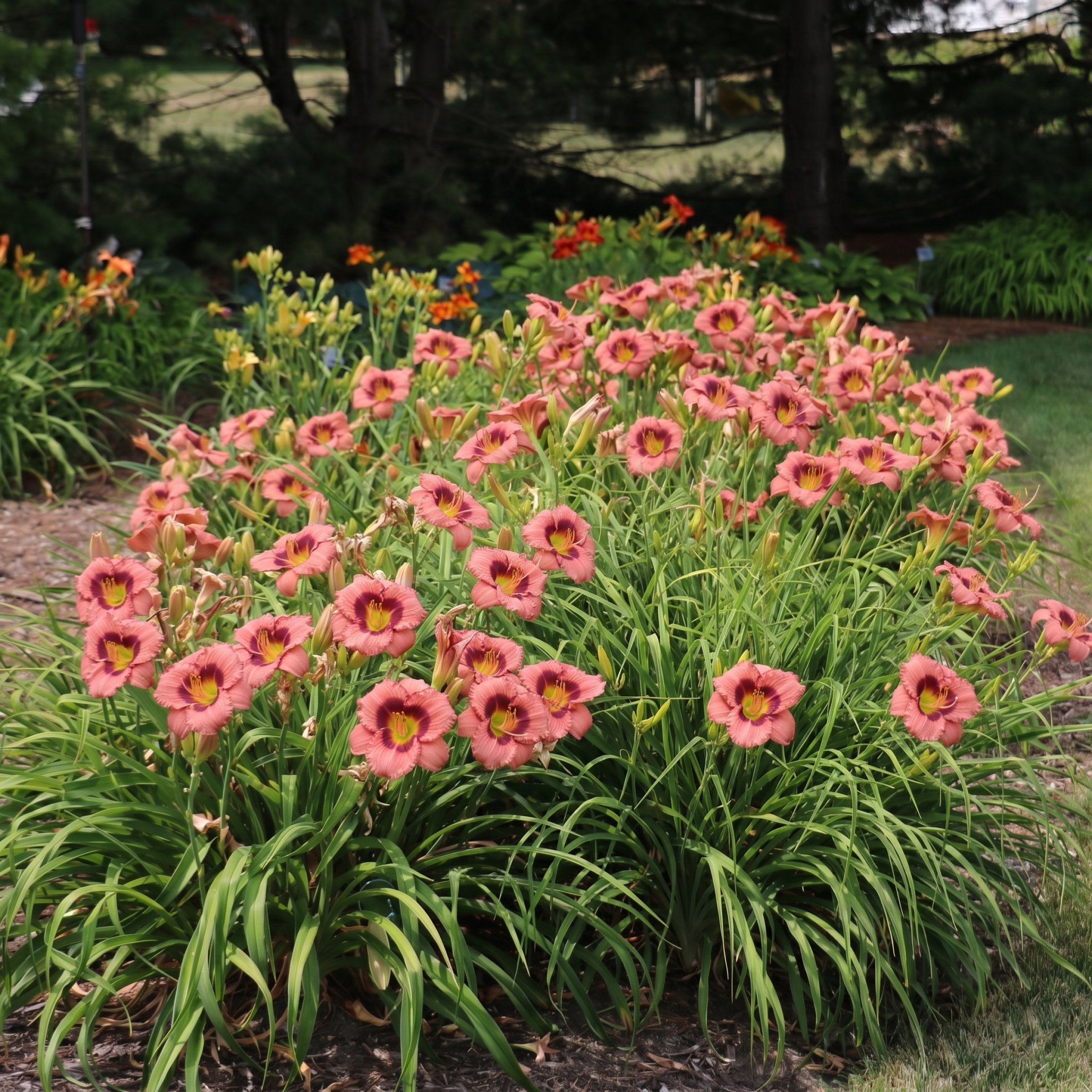 8-Piece Blazing Color Daylilies