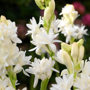 6-Piece Fragrant Tuberose