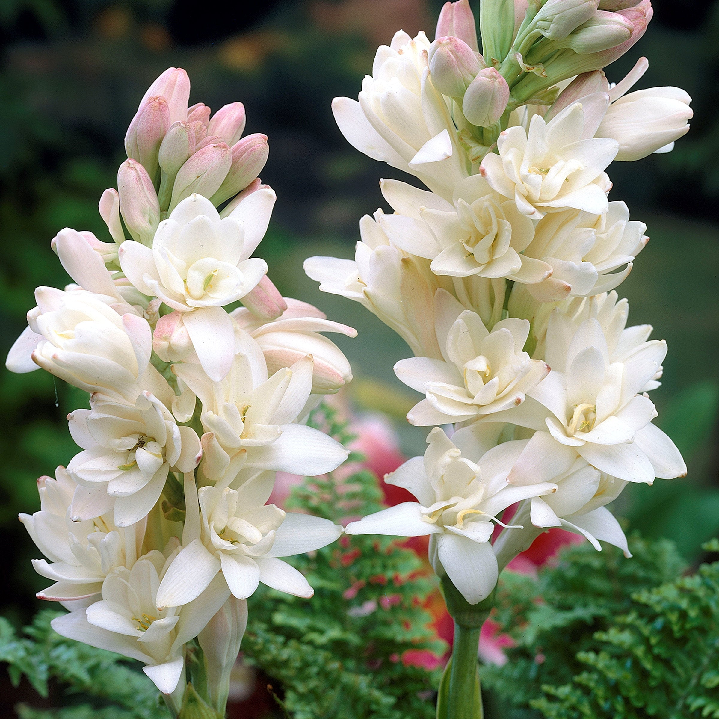 6-Piece Fragrant Tuberose