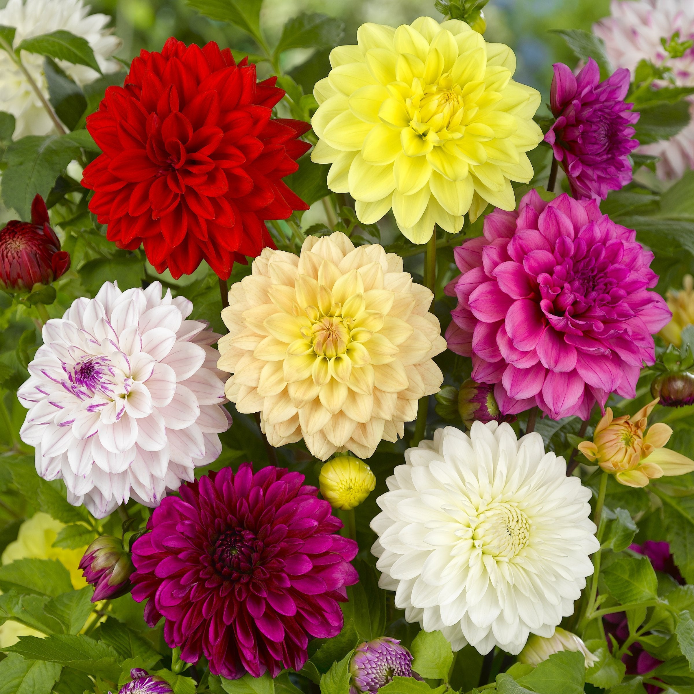 3-Piece Decorative Dahlia Mix