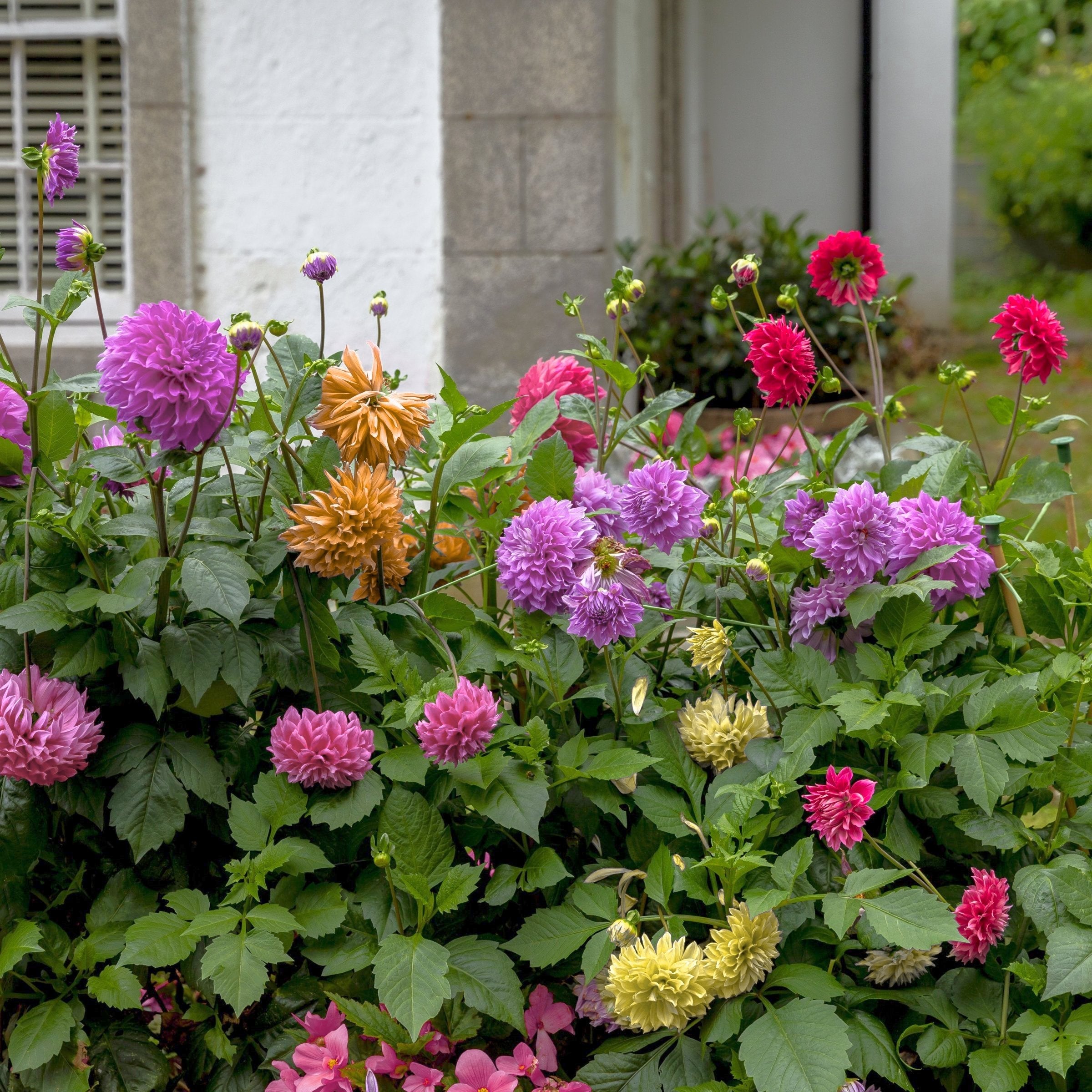3-Piece Decorative Dahlia Mix