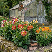 3-Piece Anemone Dahlia Mix