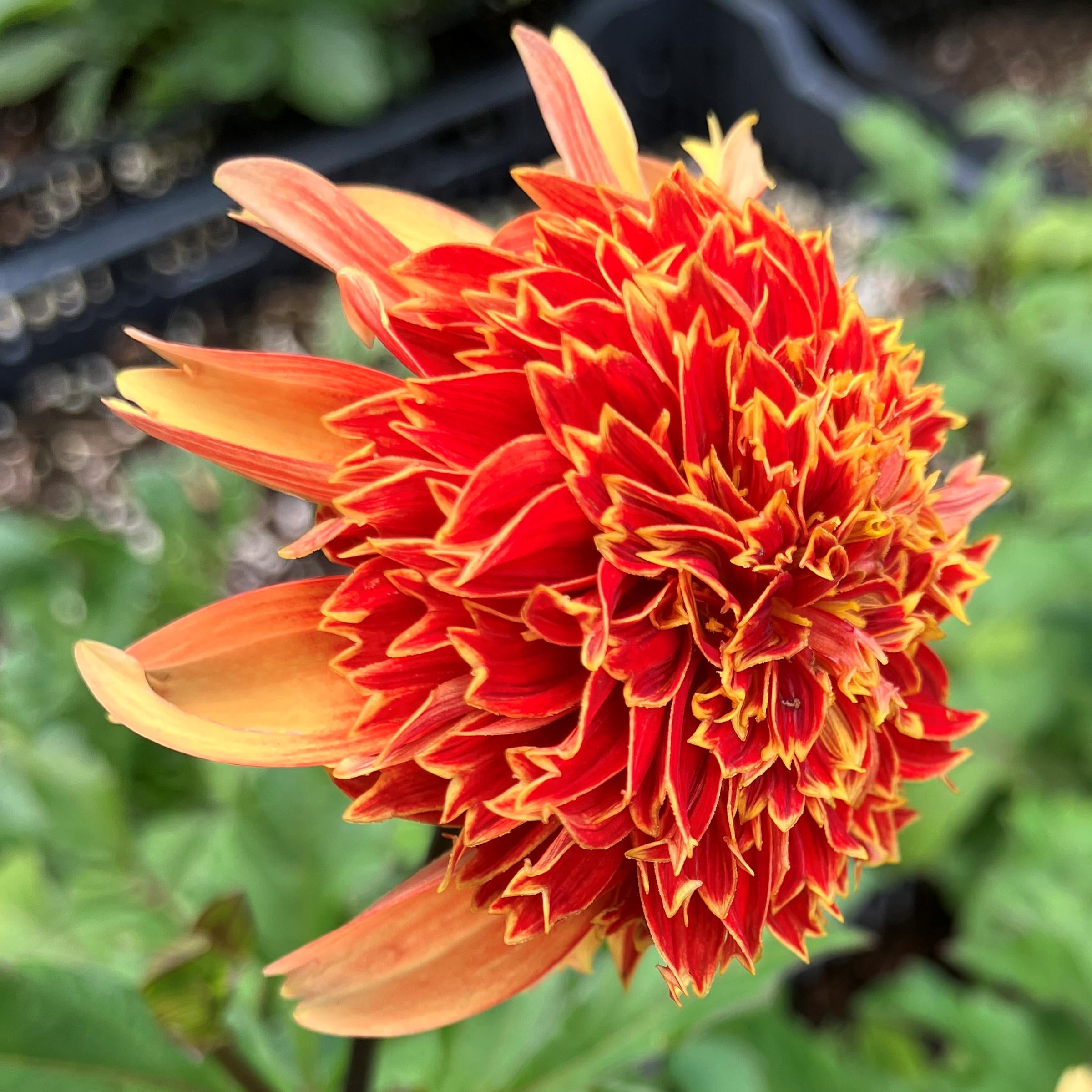 3-Piece Anemone Dahlia Mix