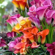 5-Piece Calla Lily Mix