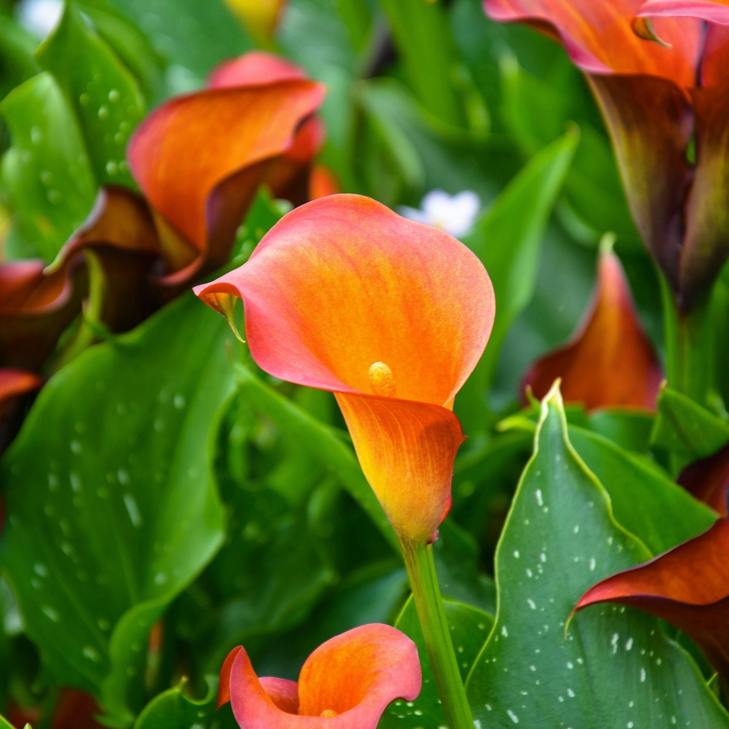 5-Piece Calla Lily Mix