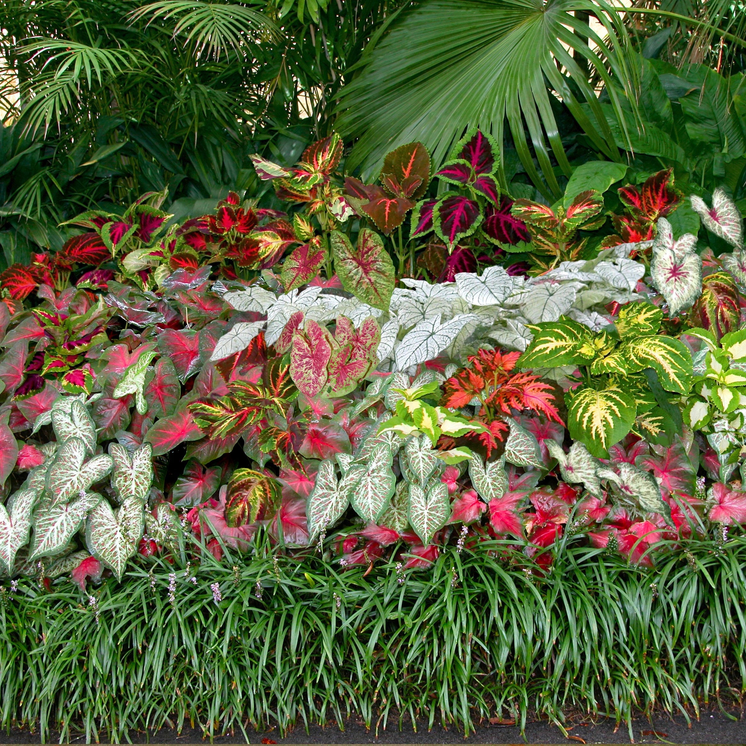 5-Piece Caladium Mix