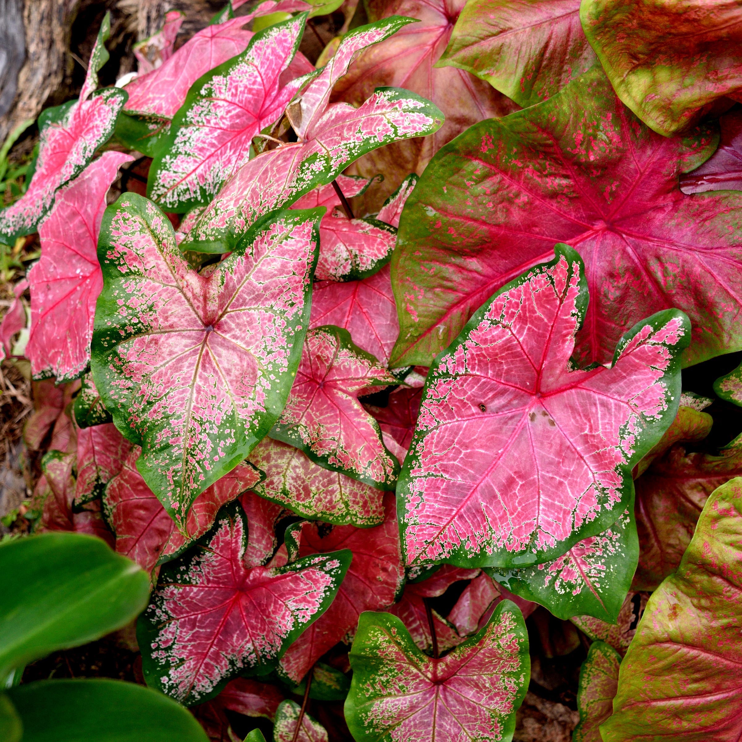 5-Piece Caladium Mix