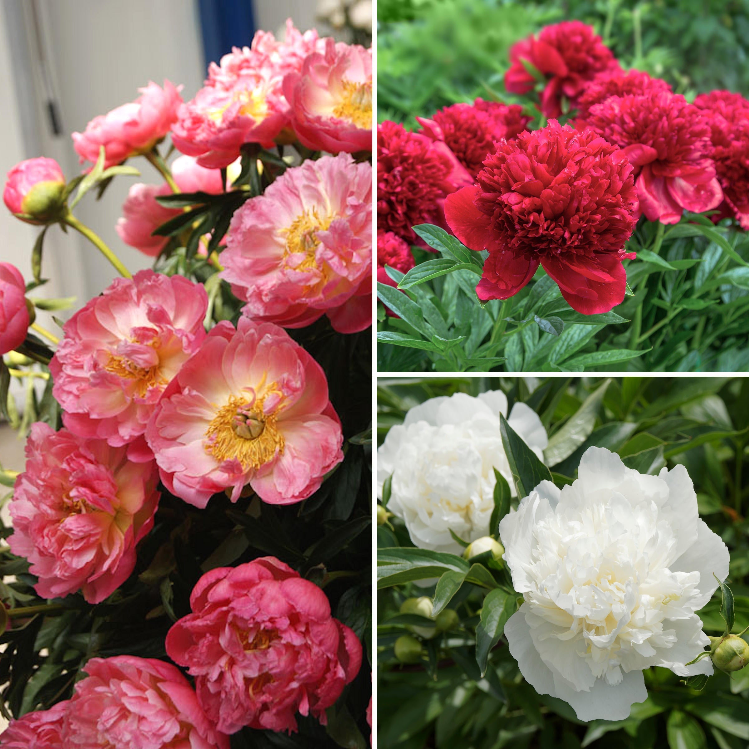 3-Piece Red, White & Coral Peonies