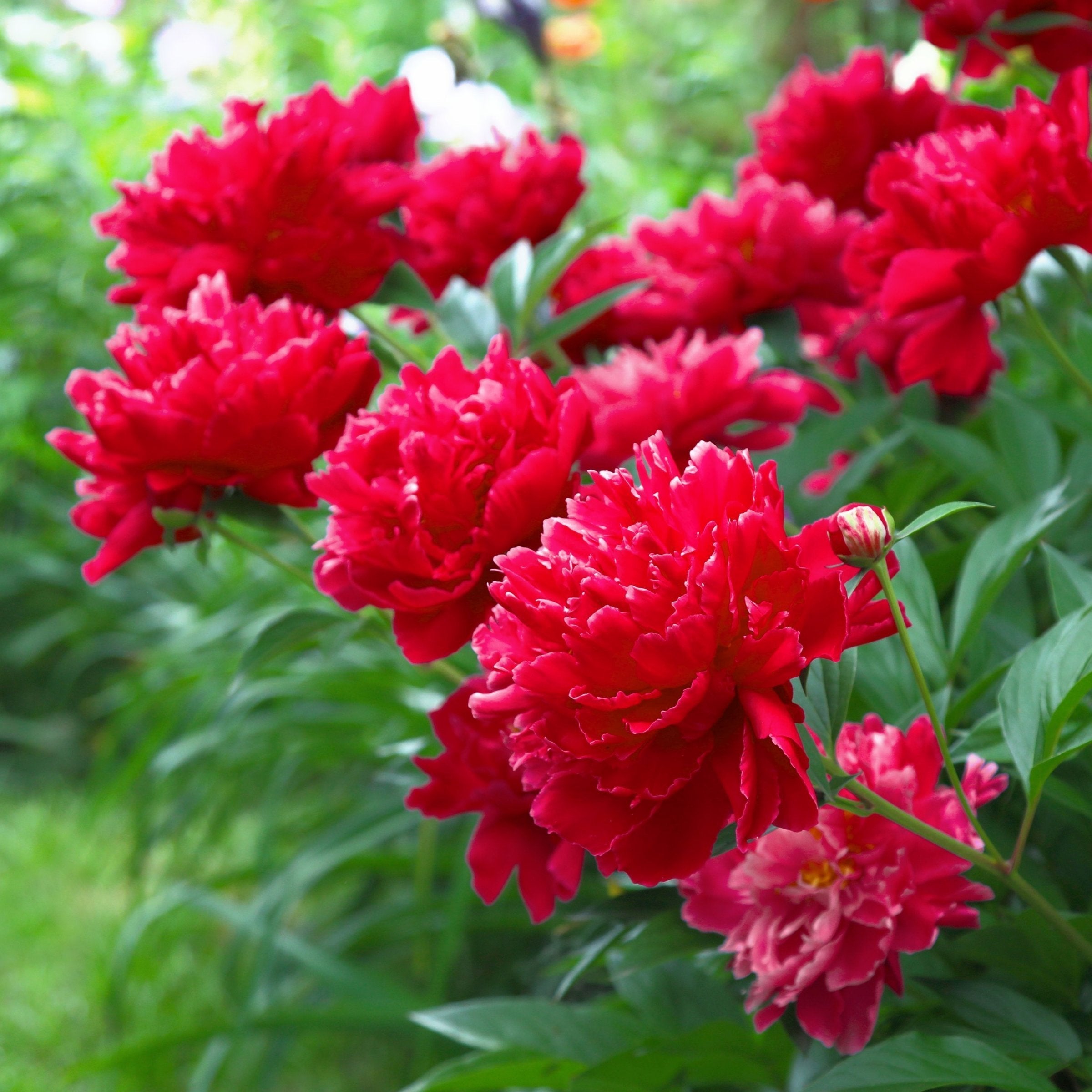3-Piece Red, White & Coral Peonies