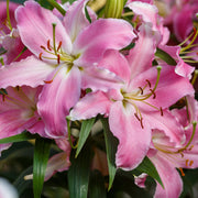 6-Piece Sunny Camino Lilies