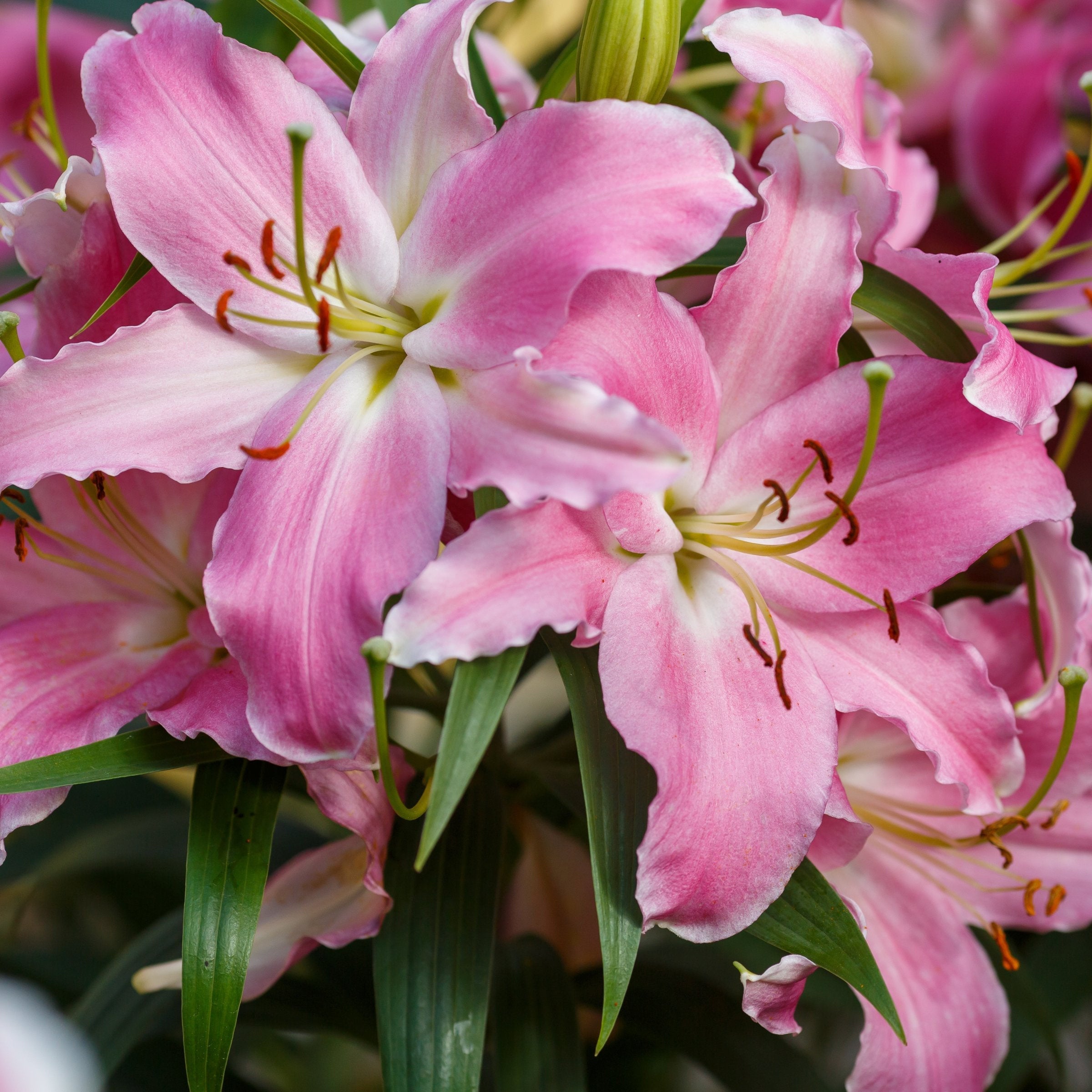 6-Piece Sunny Camino Lilies