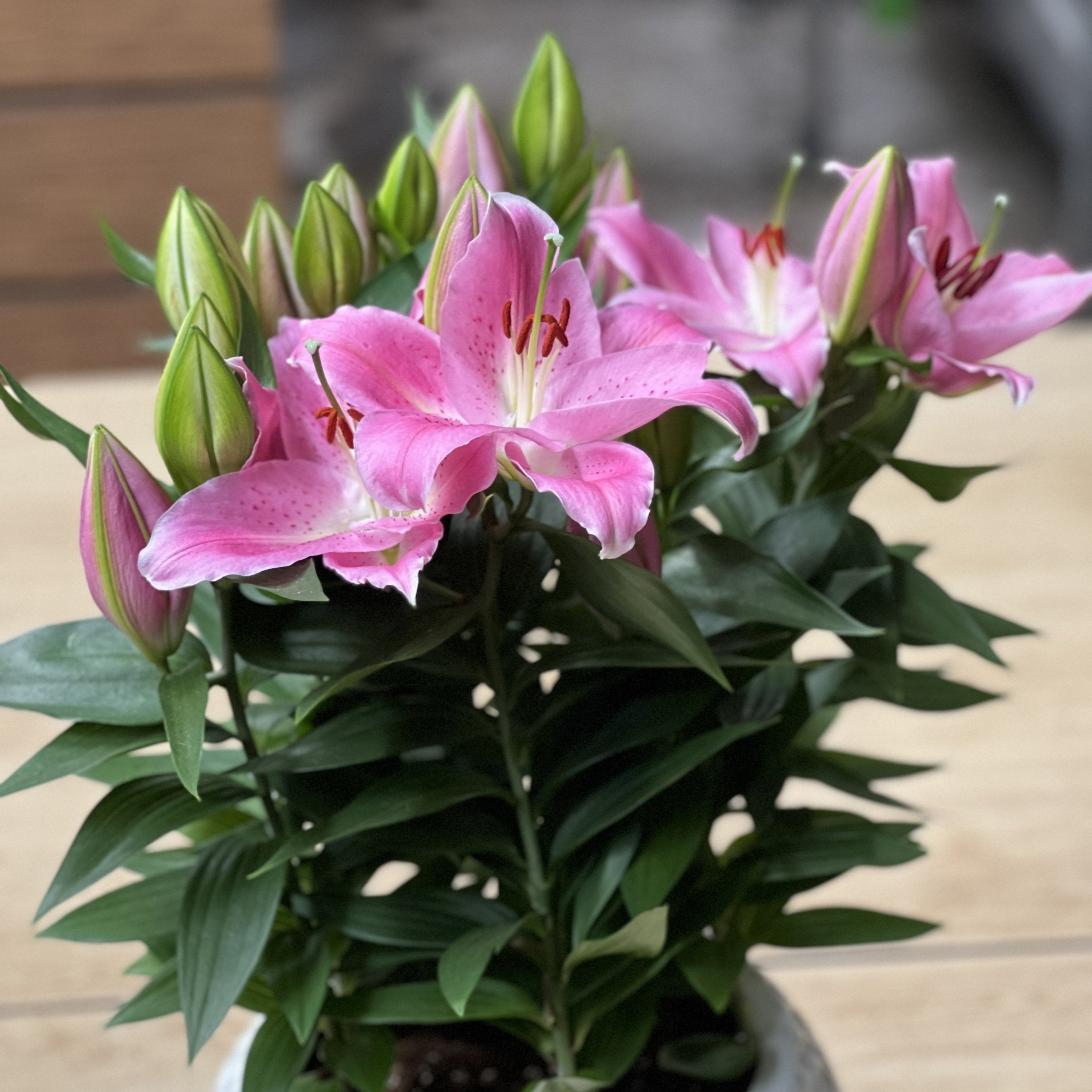 6-Piece Sunny Camino Lilies