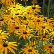 4-Piece Black Eyed Susans
