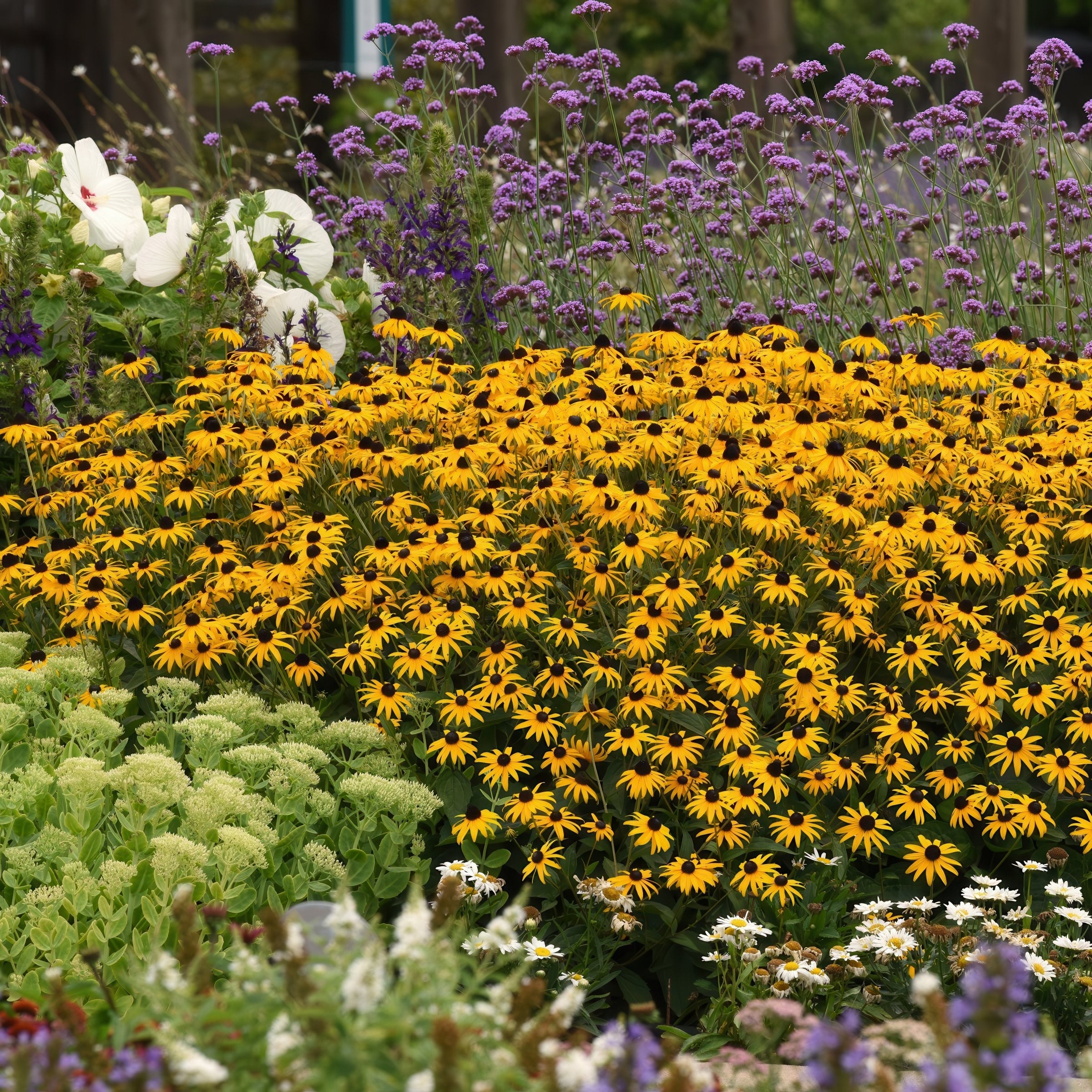4-Piece Black Eyed Susans