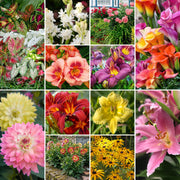 43-Piece Summer Color Garden